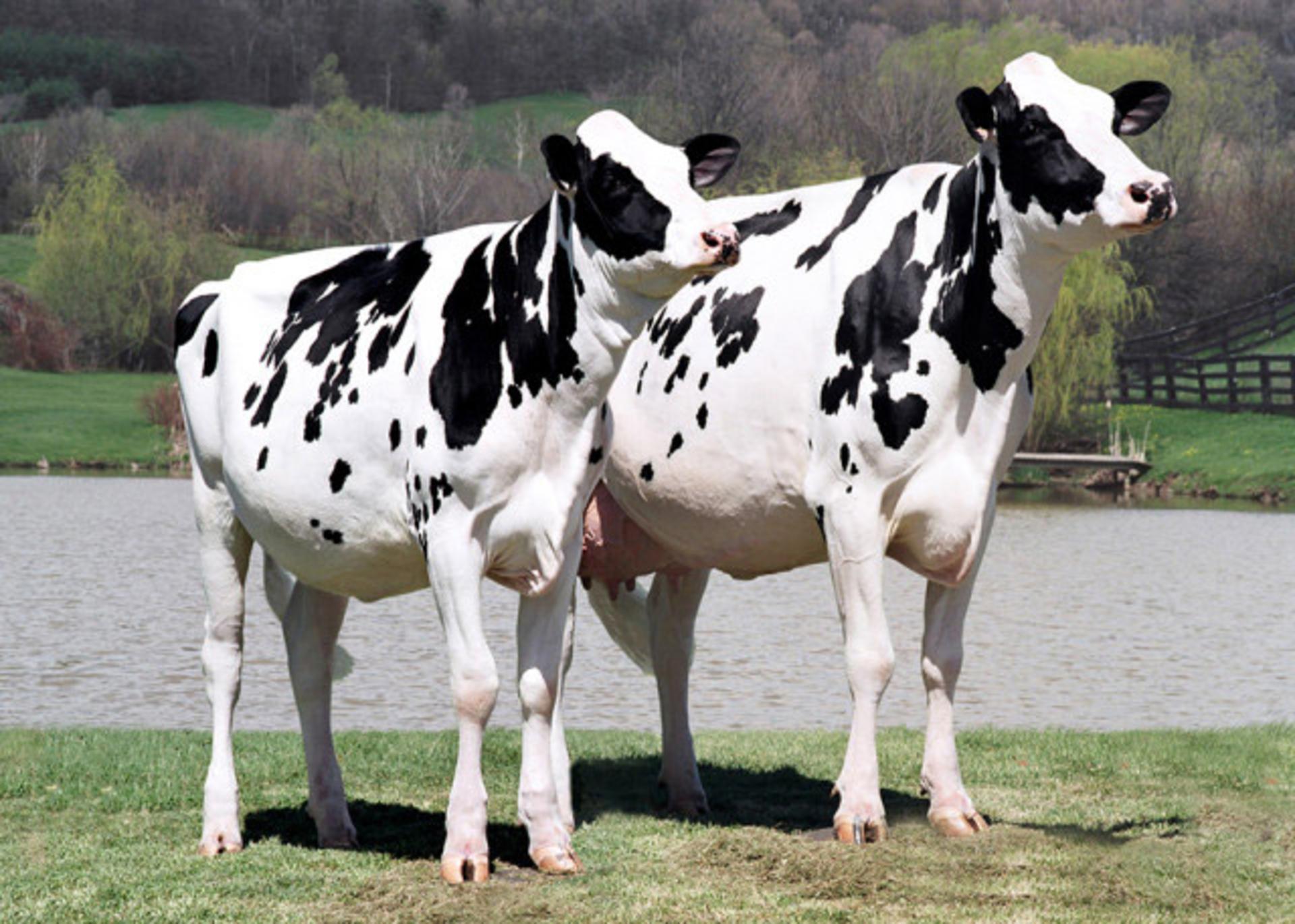 cloning