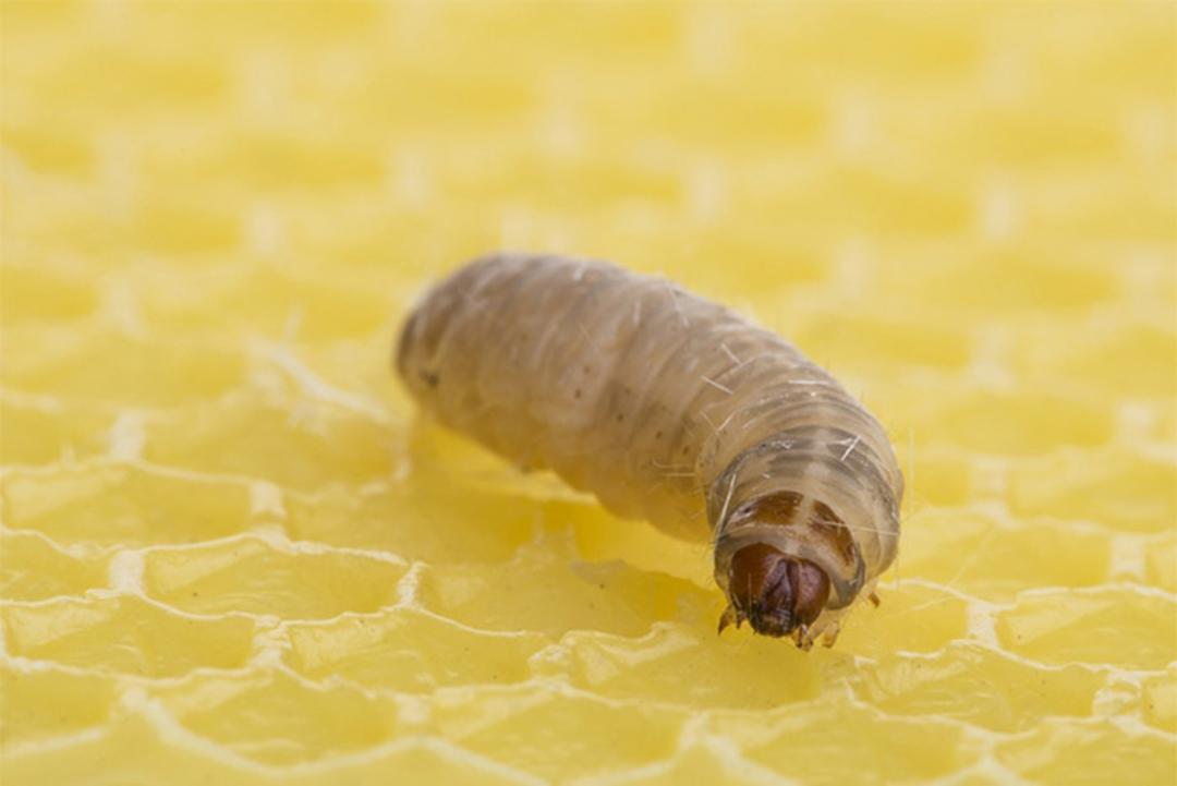 waxworm2