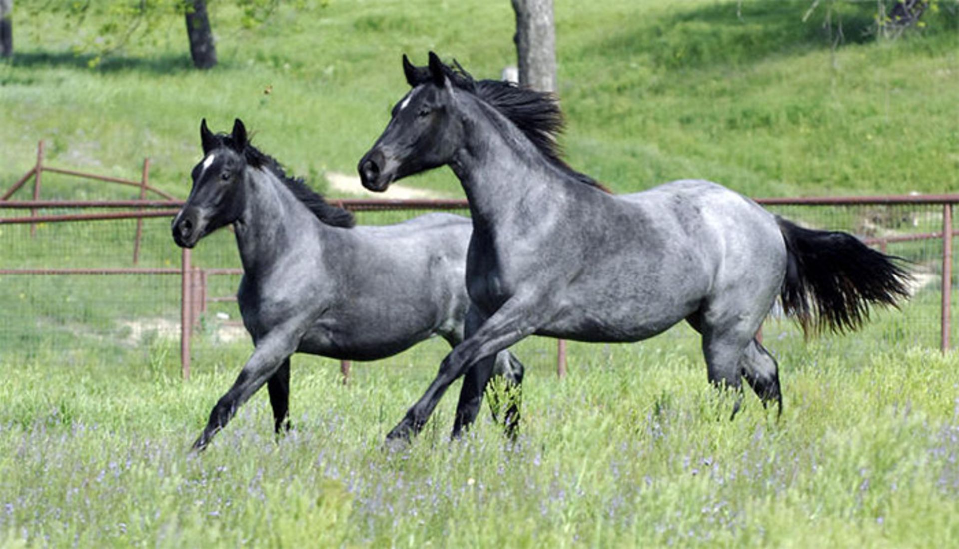 اسب کلون شده