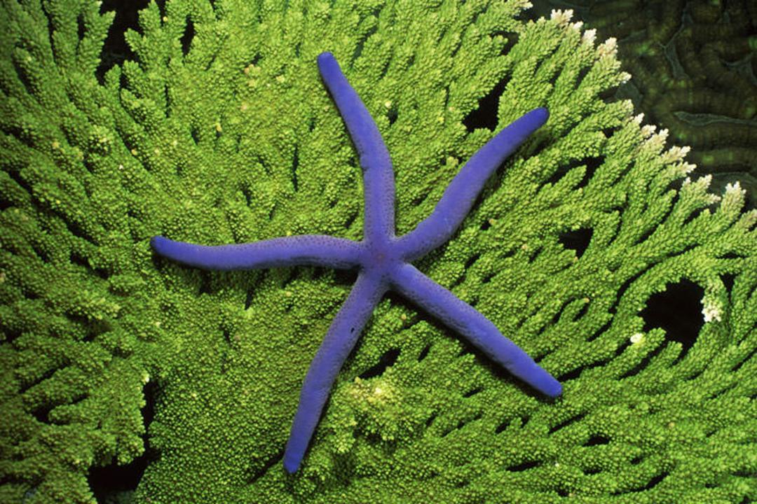 starfish