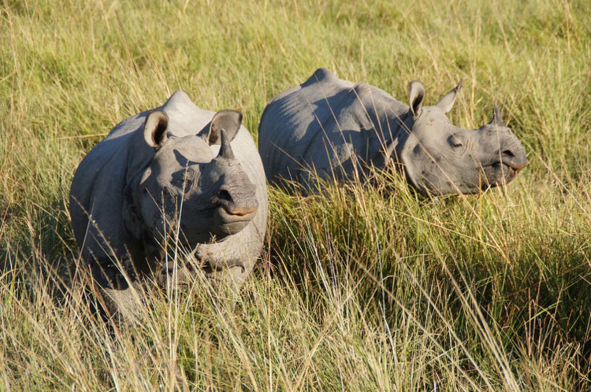 Rhino