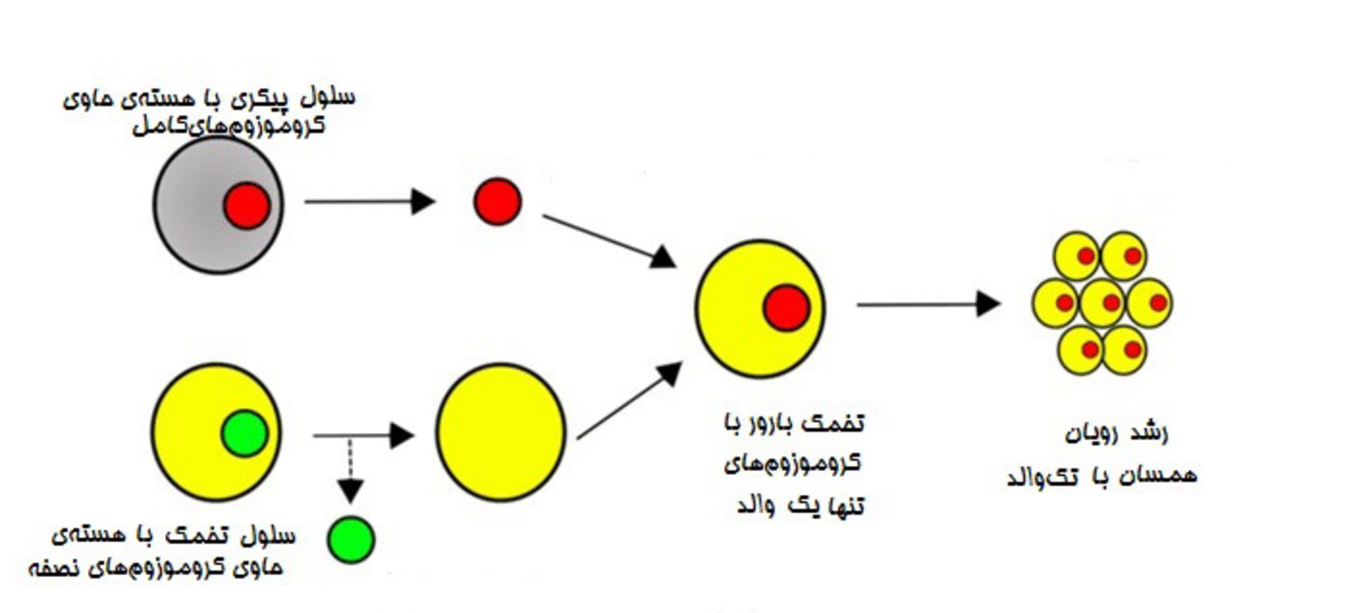 همانند سازی با سلول پیکری