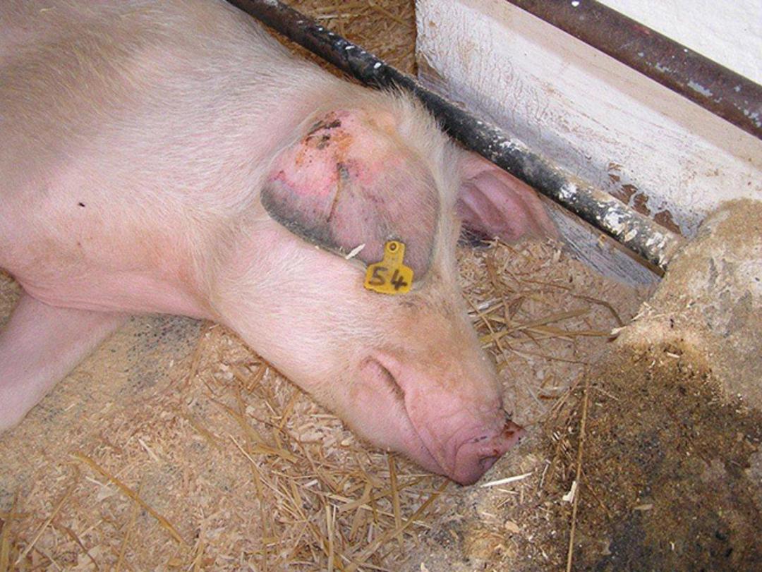 blue ear disease
