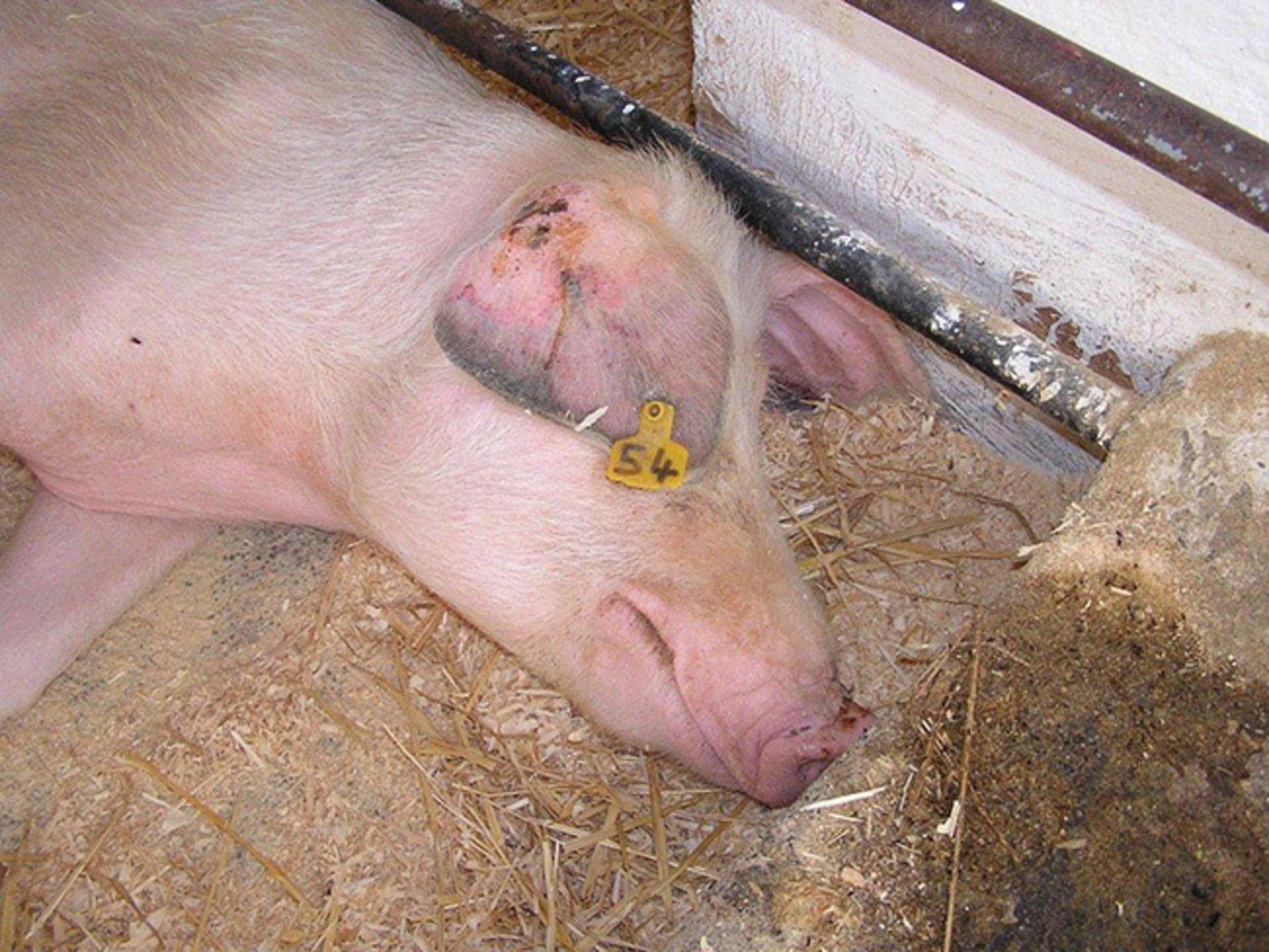 blue ear disease