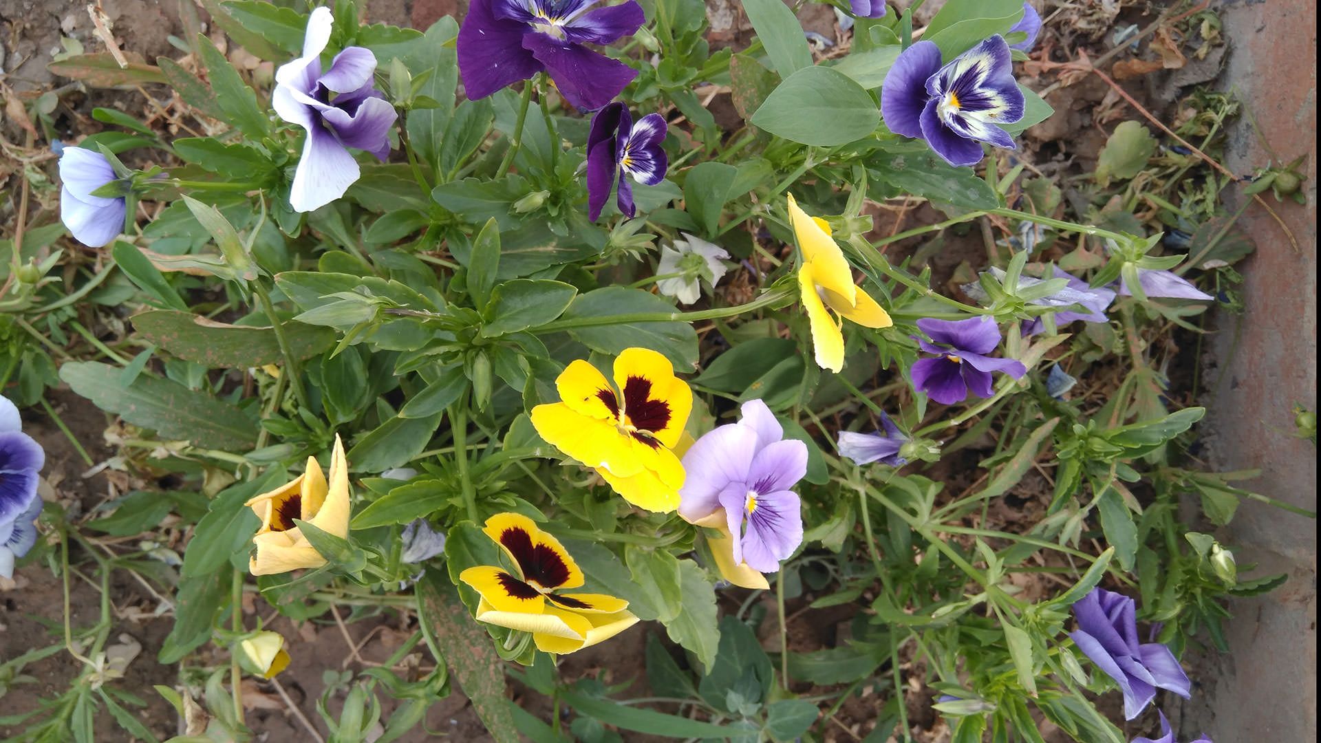 نمونه عکس دوربین نوکیا 6