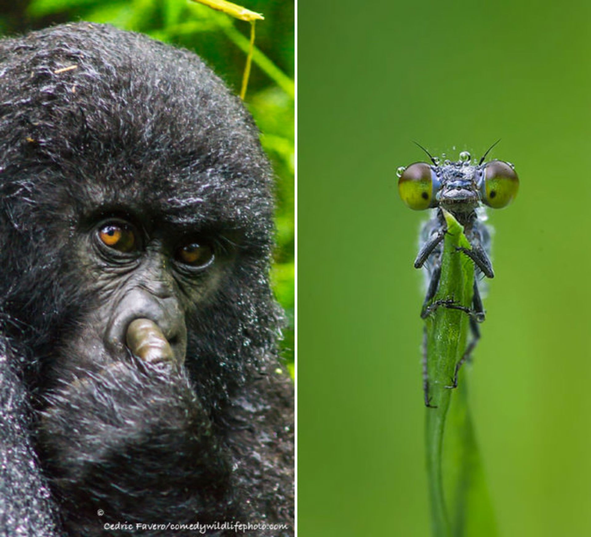 عکس طنز حیات وحش