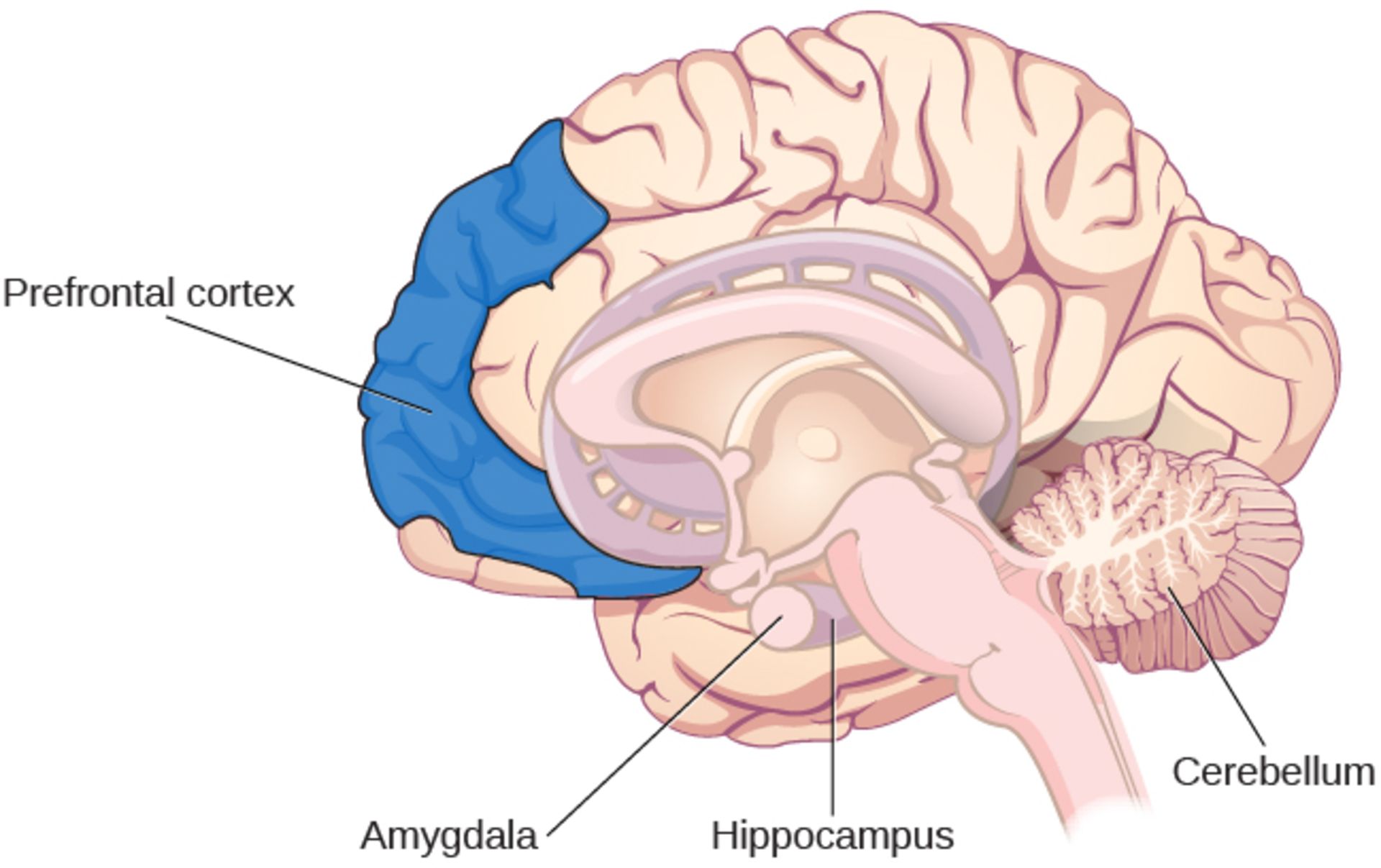 مغز و هیپوکامپ