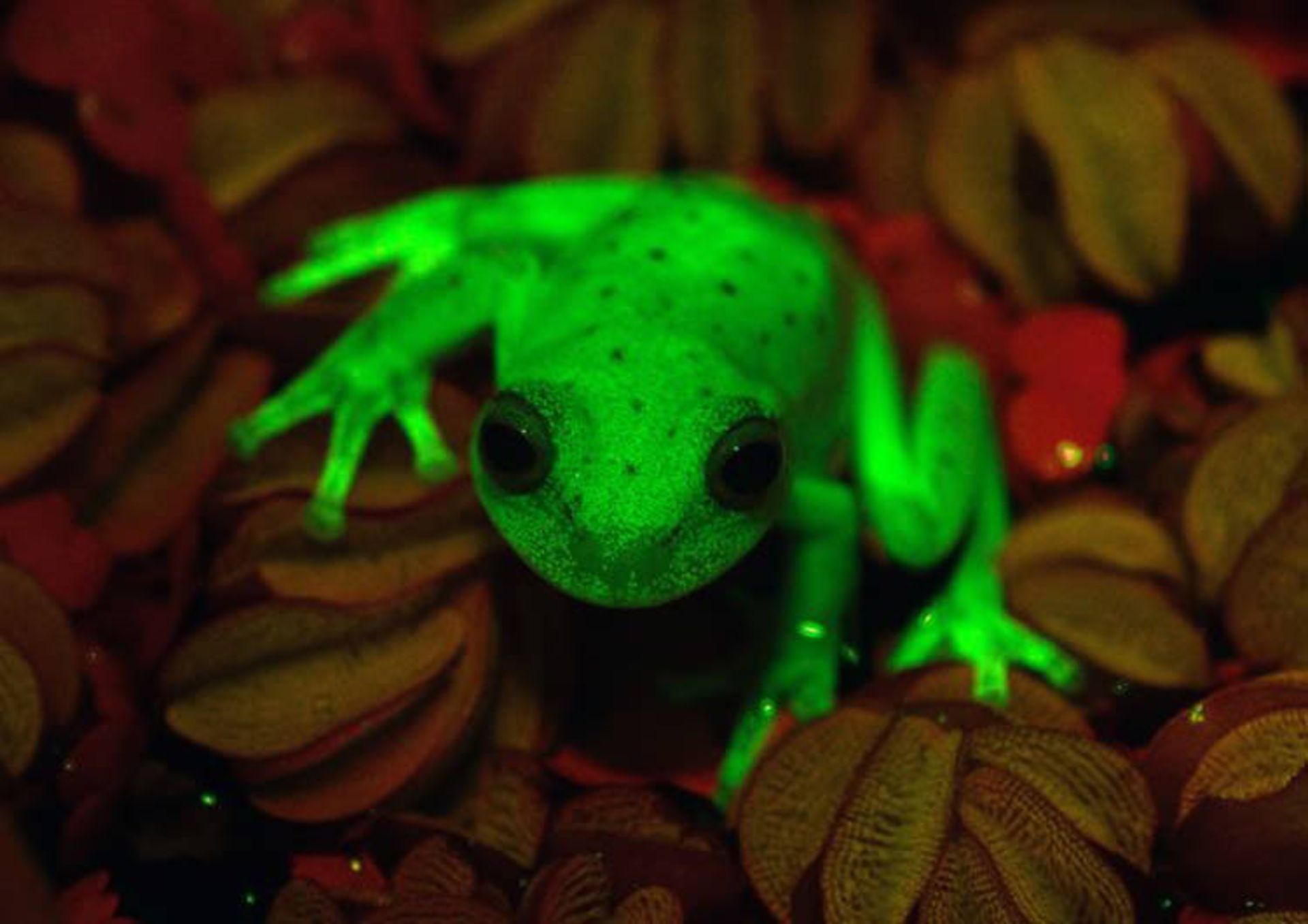 Polka-dot tree frog UV light