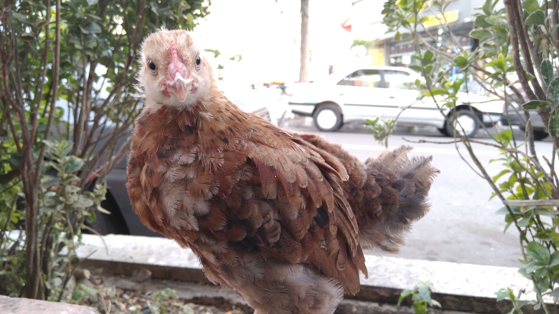 نمونه عکس دوربین نوکیا 6