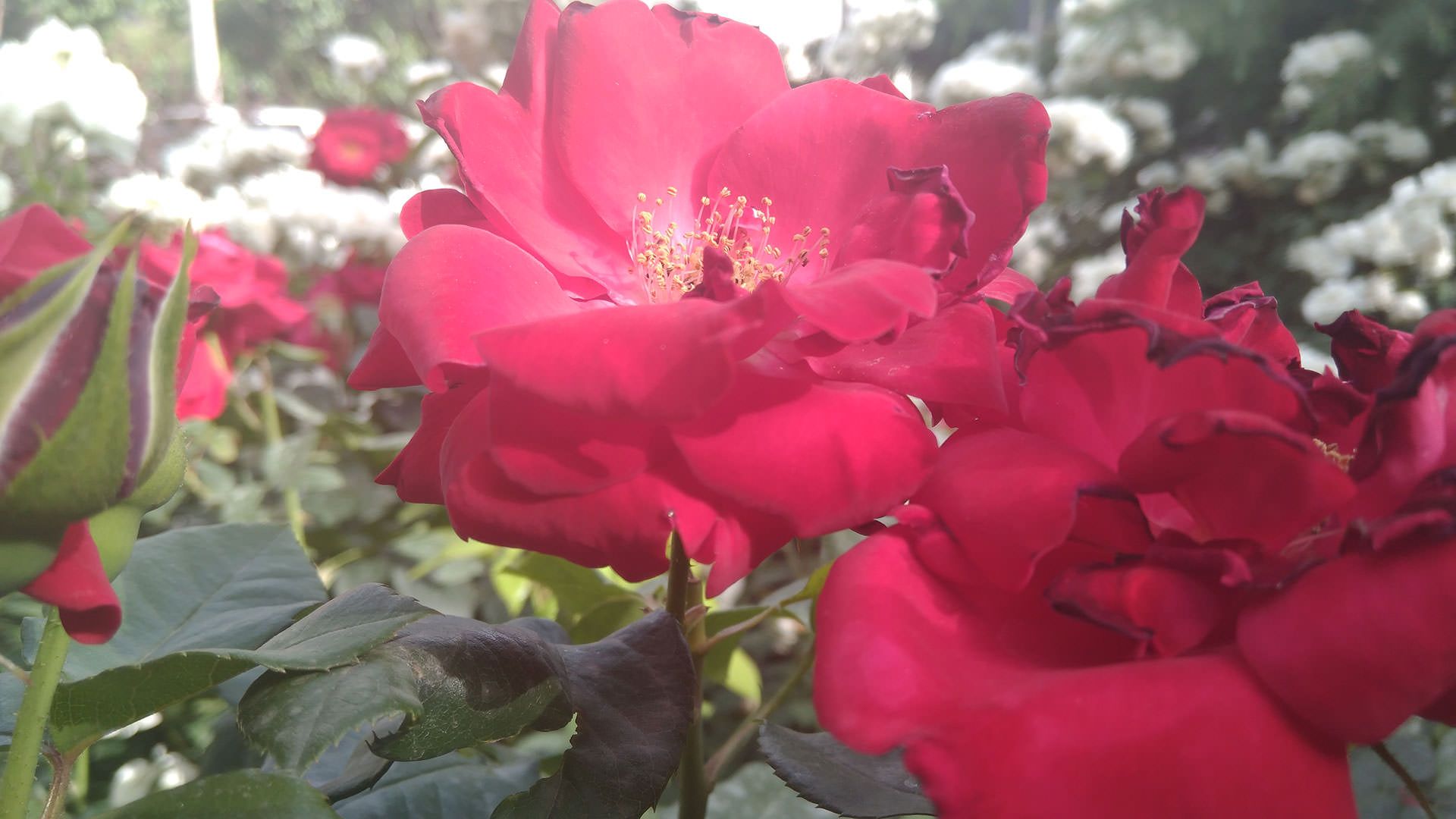 نمونه عکس دوربین نوکیا 6