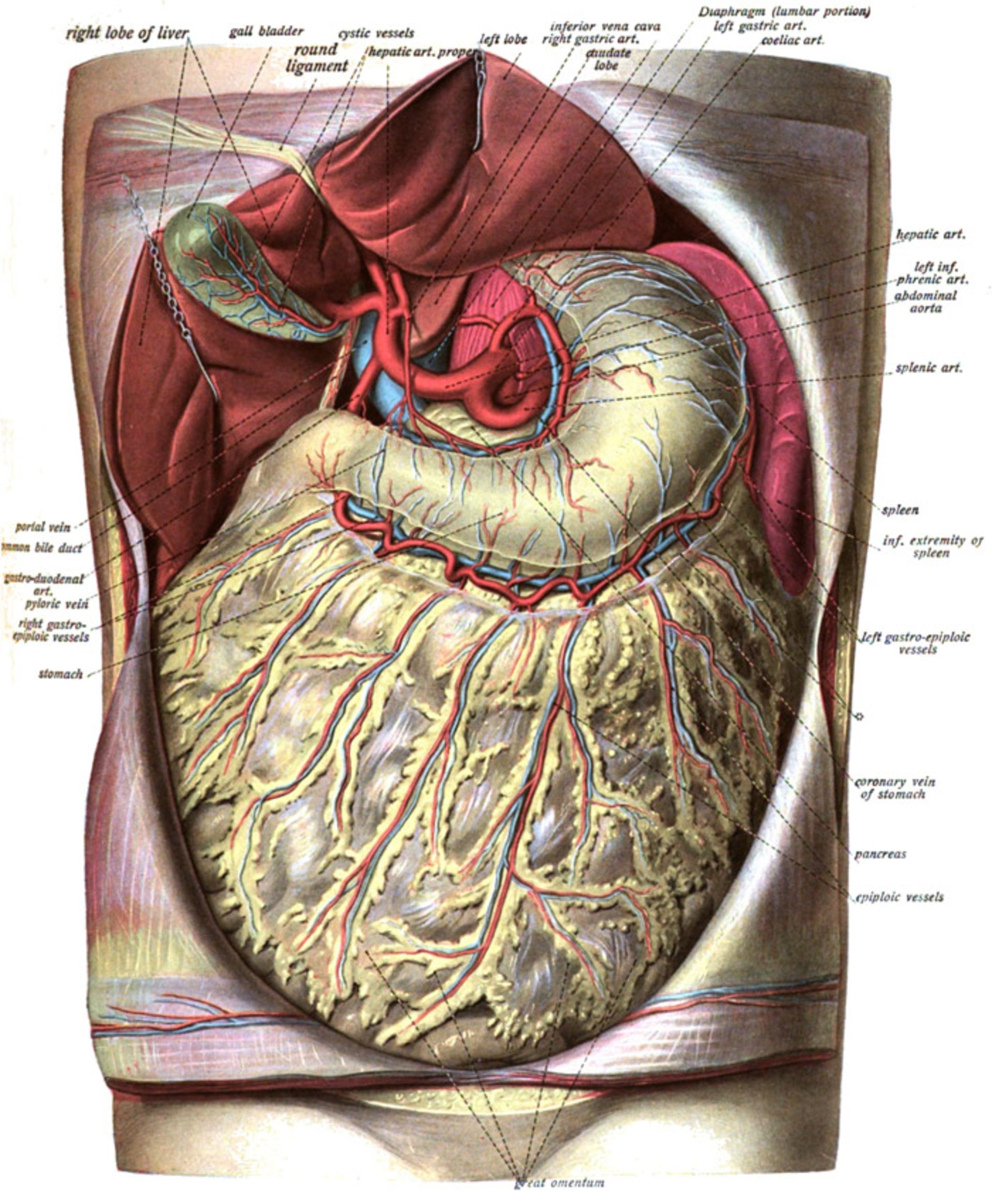 omentum
