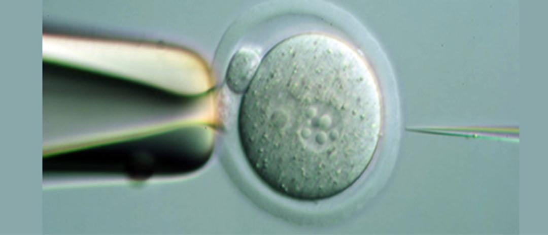 gene targeting
