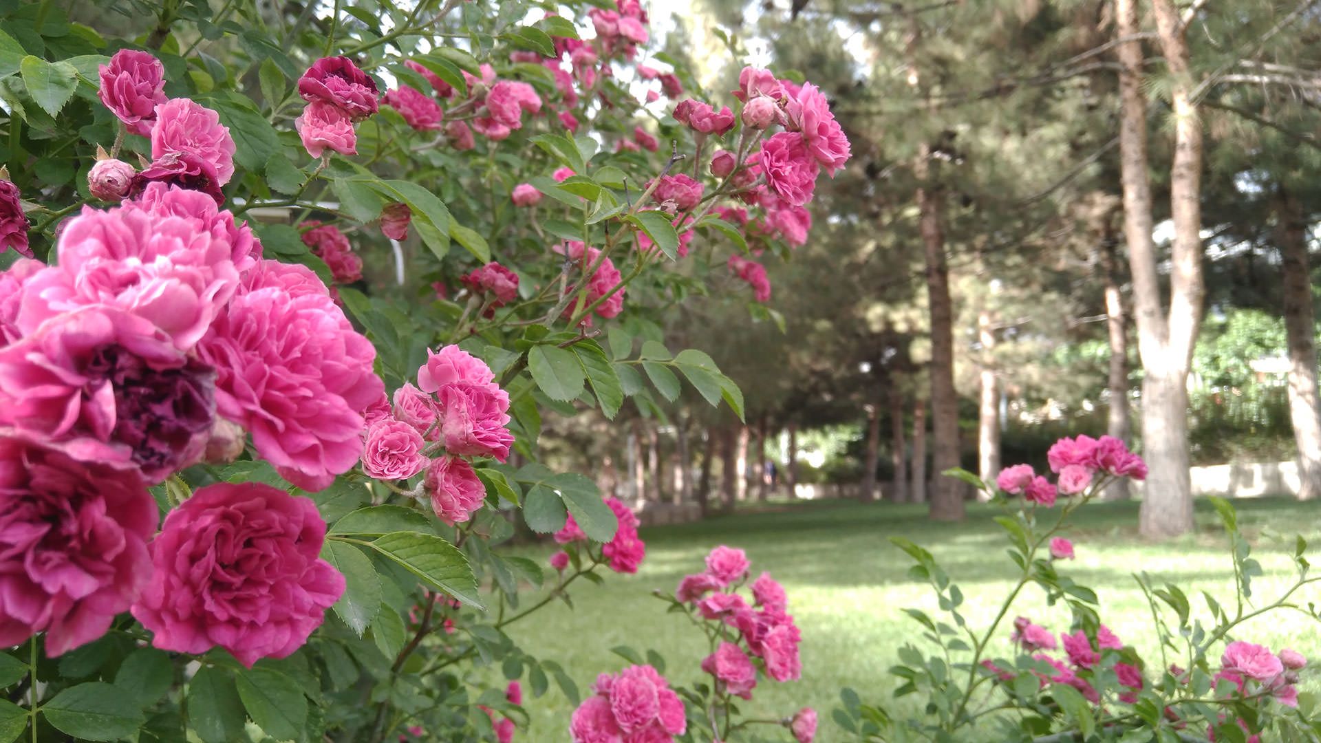 نمونه عکس دوربین نوکیا 6