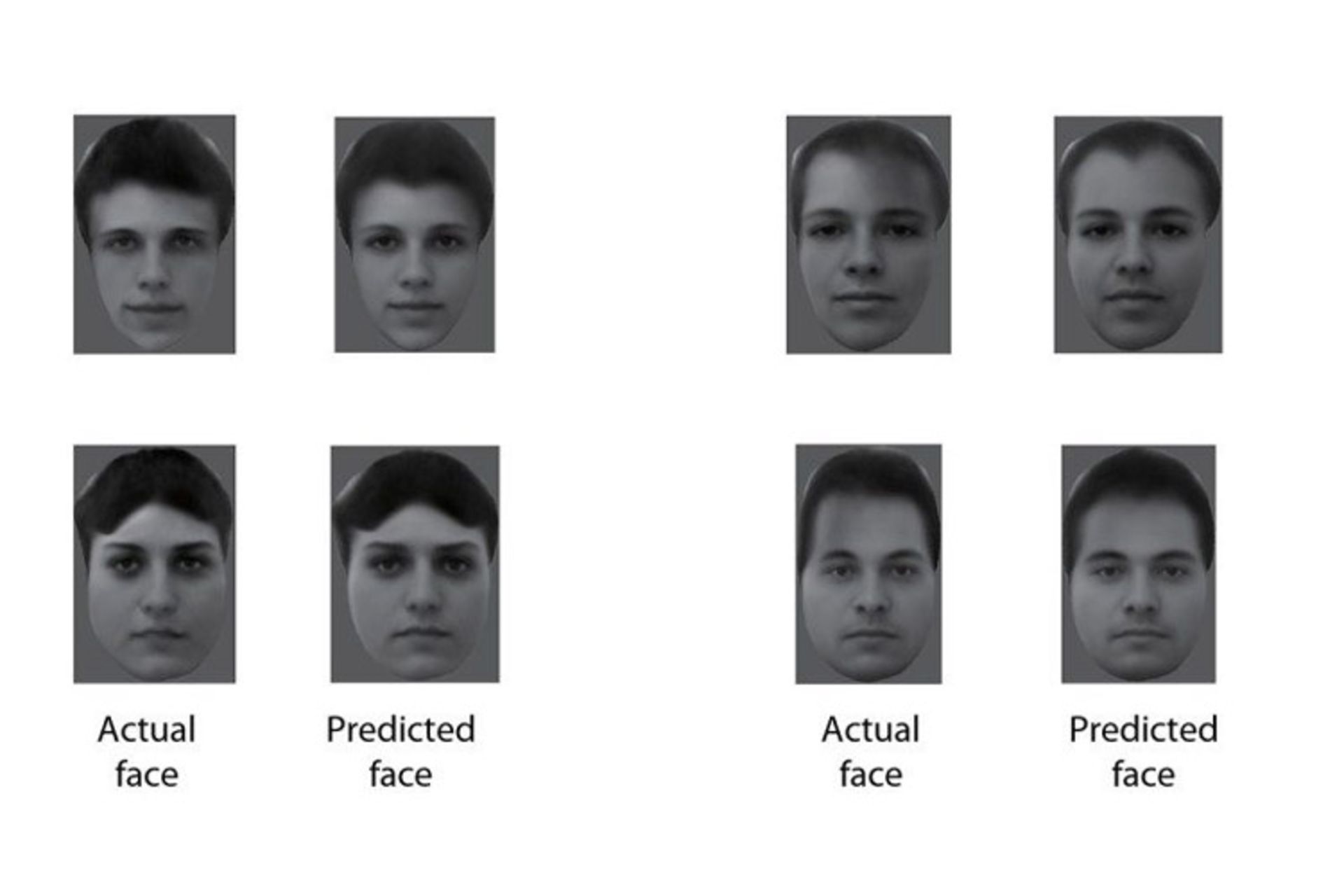 brain's face recognition 