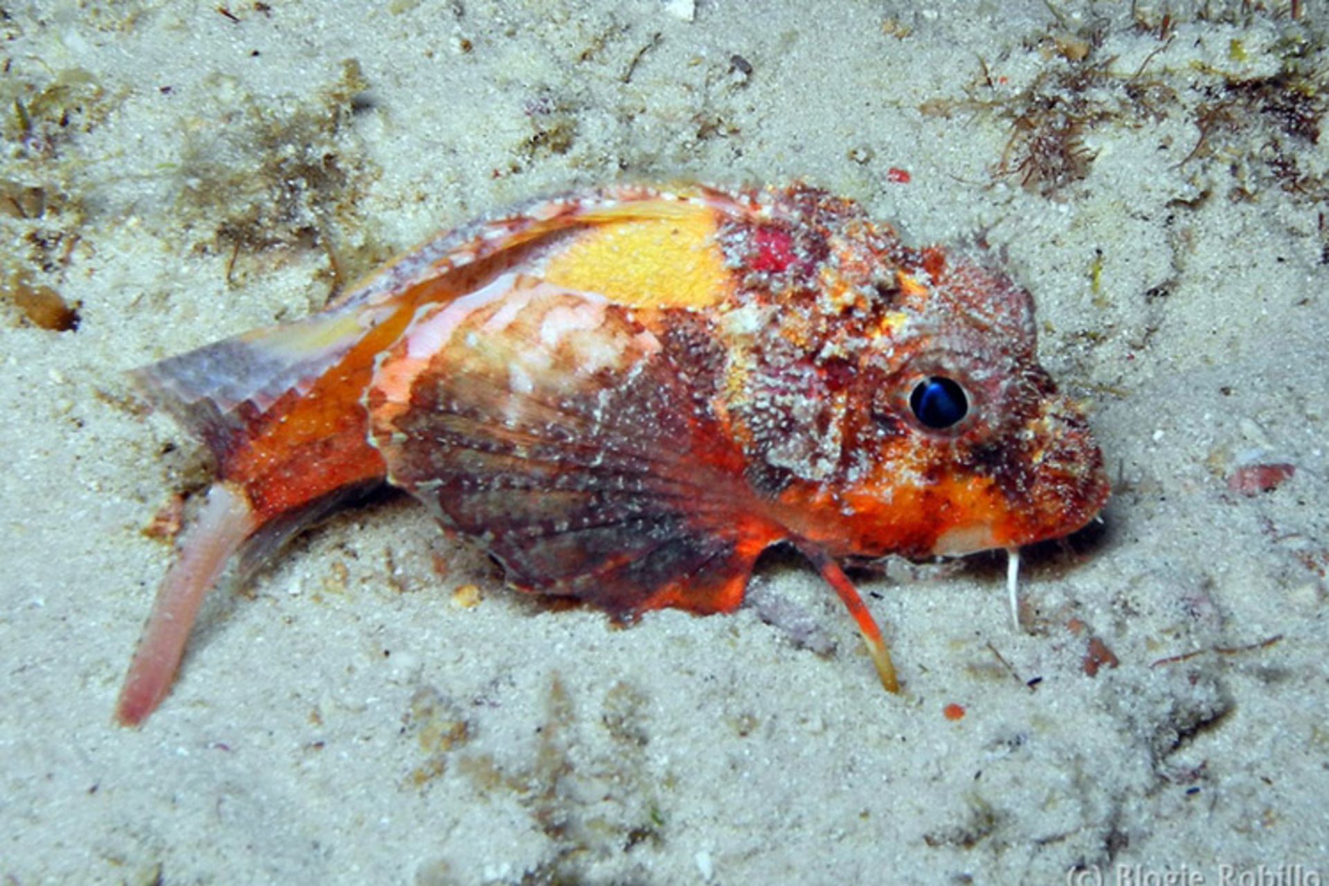 painted stingfish
