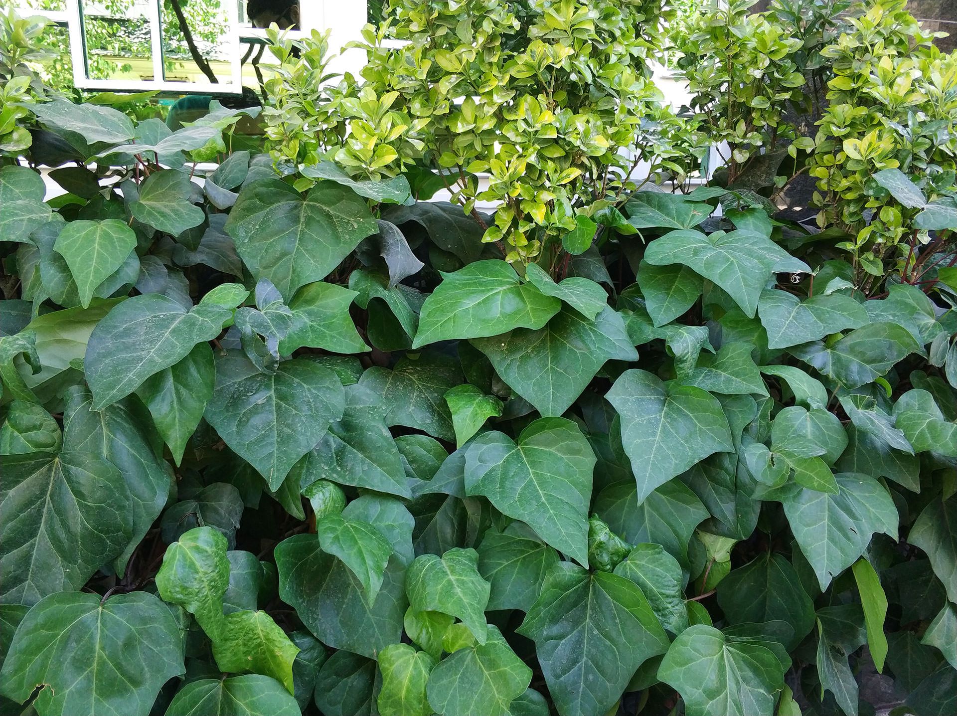 نمونه عکس دوربین شیائومی می ۶