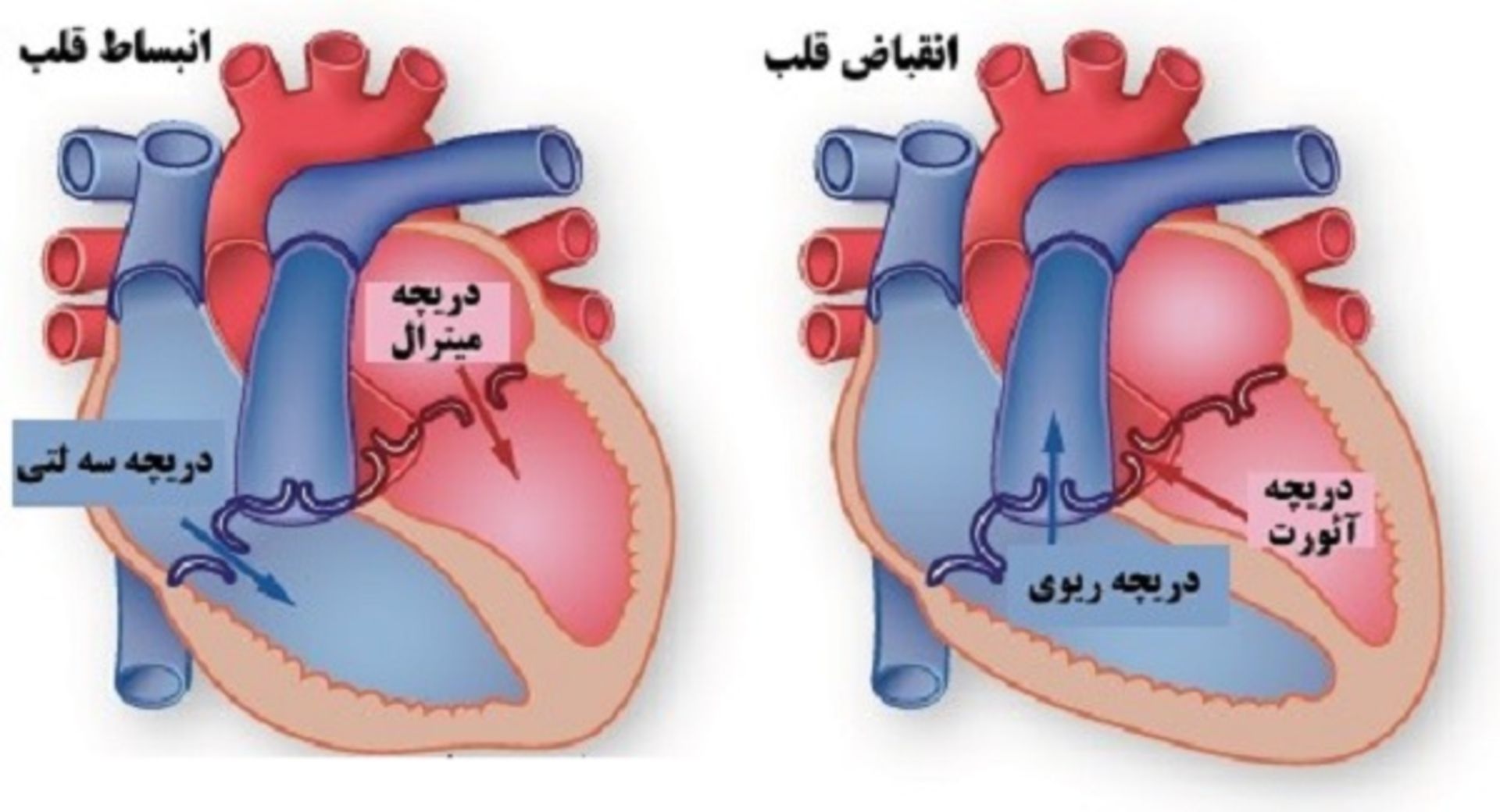 دریچه قلب