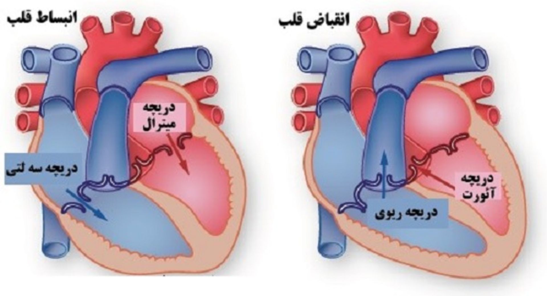مرجع متخصصين ايران دريچه قلب