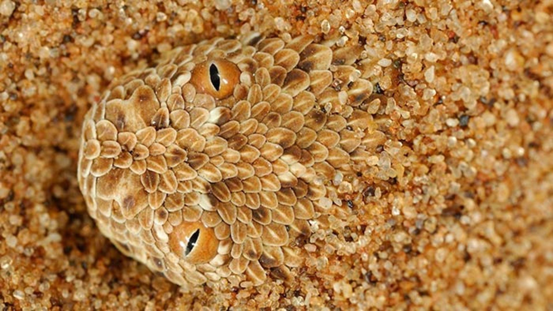 هنر استتار در میان جانوران مختلف