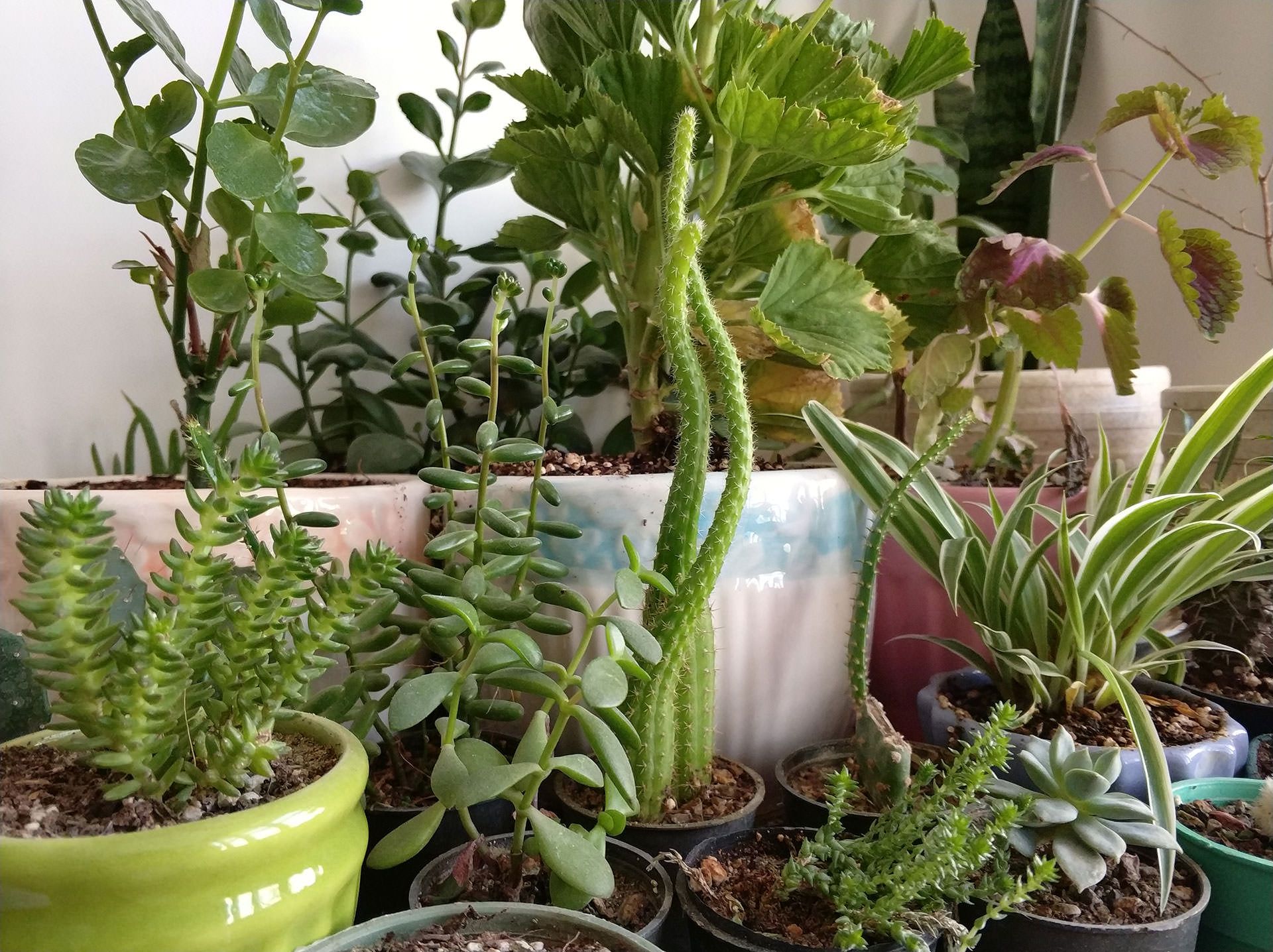 نمونه عکس دوربین شیائومی می ۶