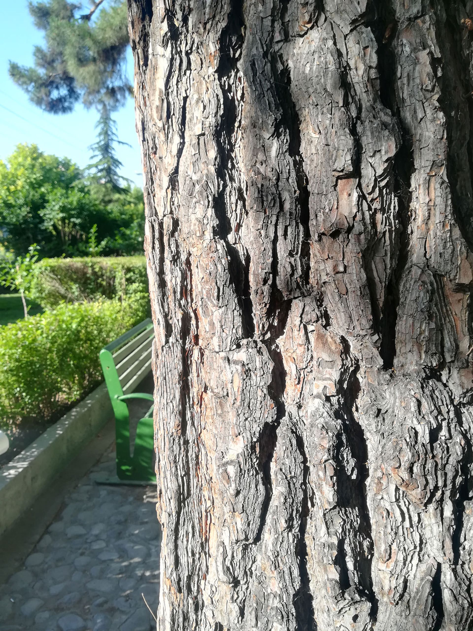 نمونه عکس دوربین هواوی پی 10 لایت