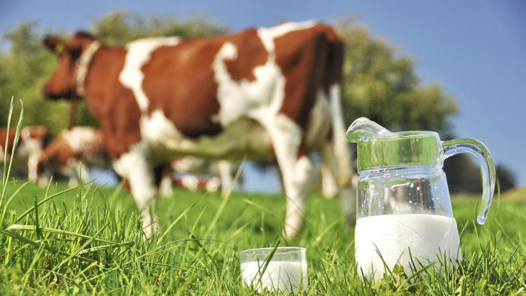 raw milk