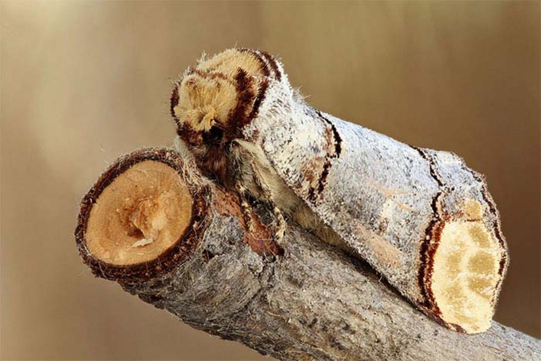 استتار گونه ای بید
