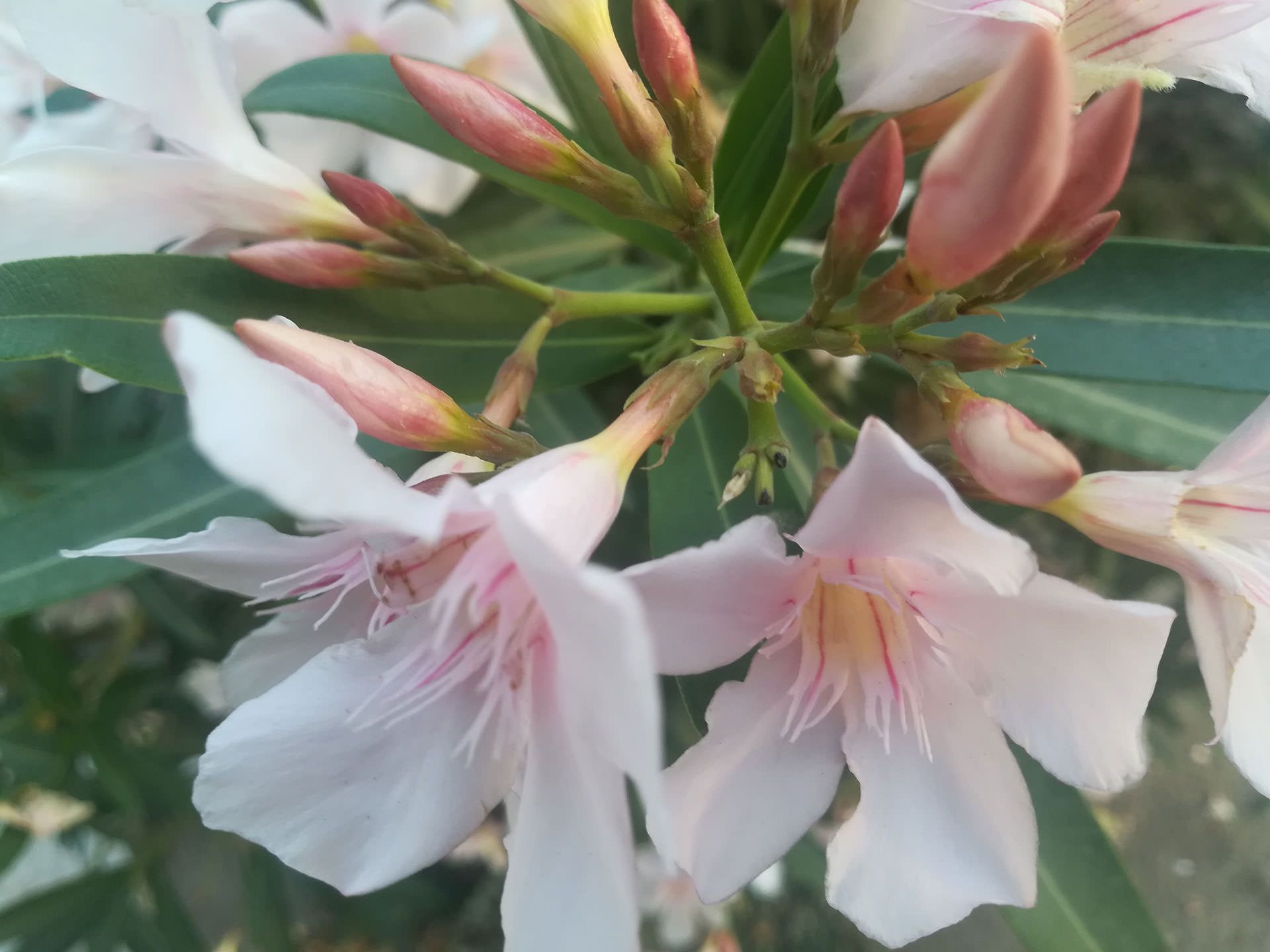 نمونه عکس دوربین هواوی پی 10 لایت