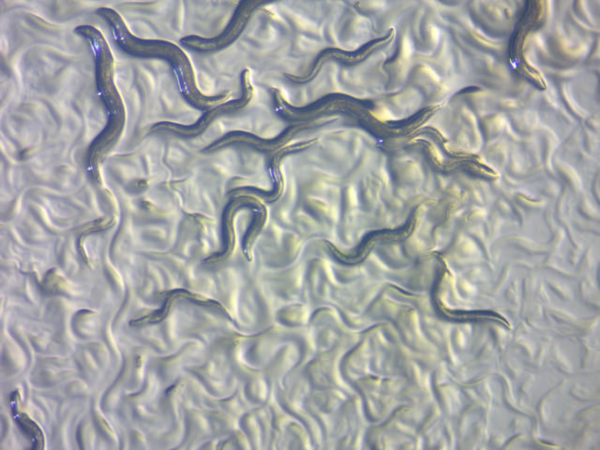 c. elegans