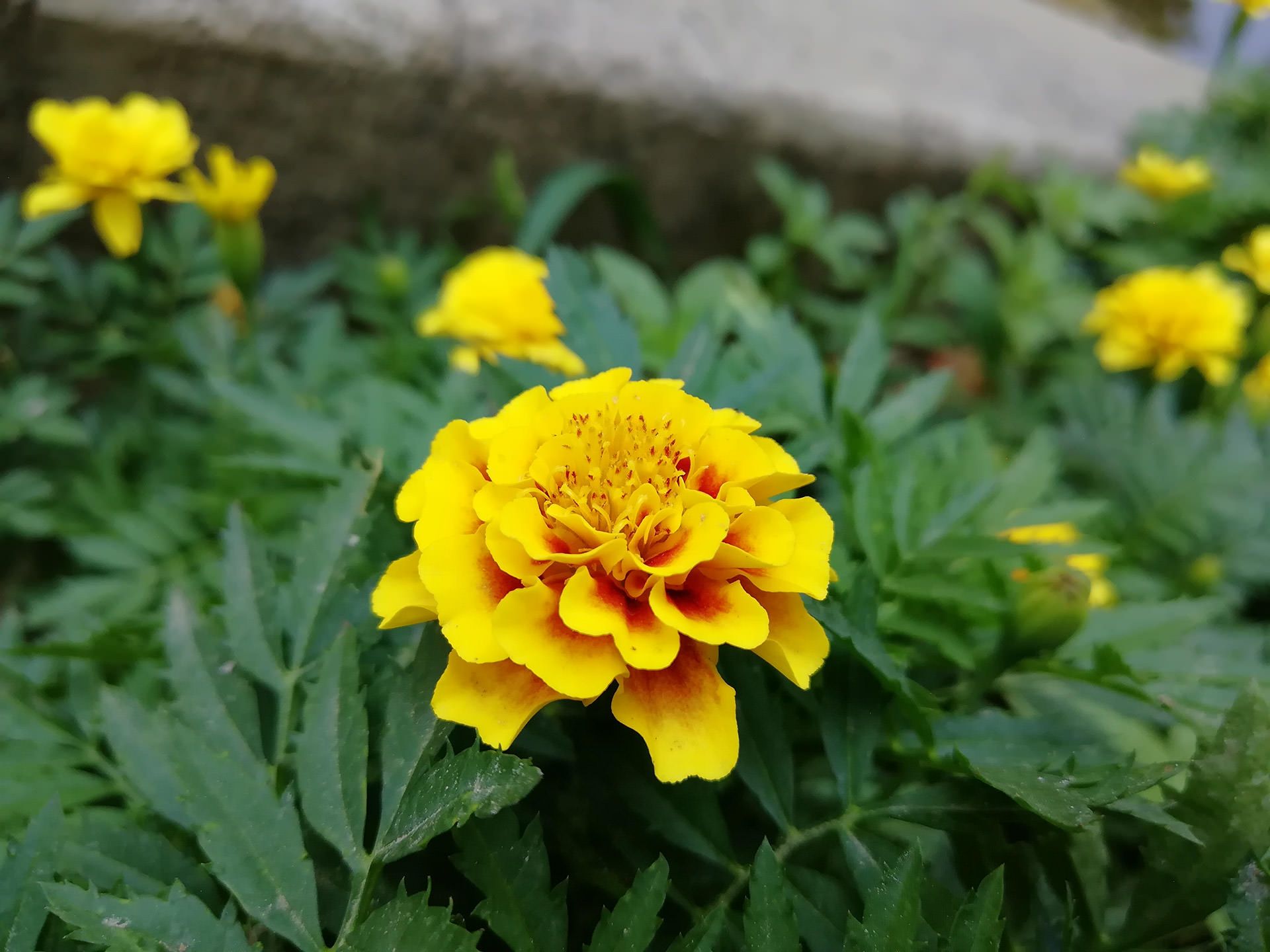 نمونه عکس دوربین هواوی نوا 2 پلاس 