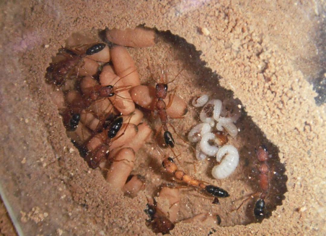 مورچه