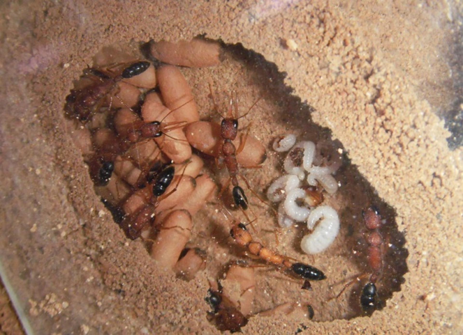مورچه