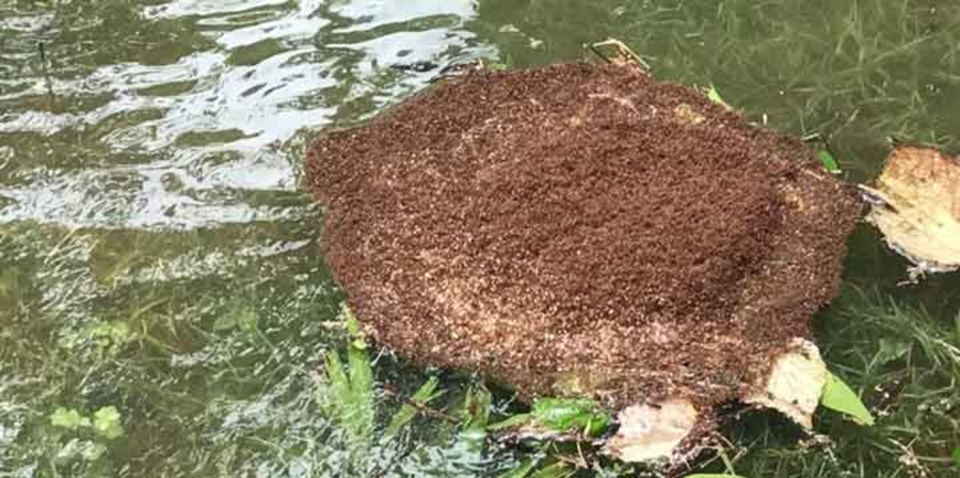 طوفان هاروی