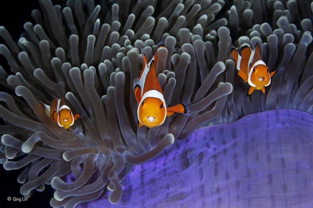 wildlife