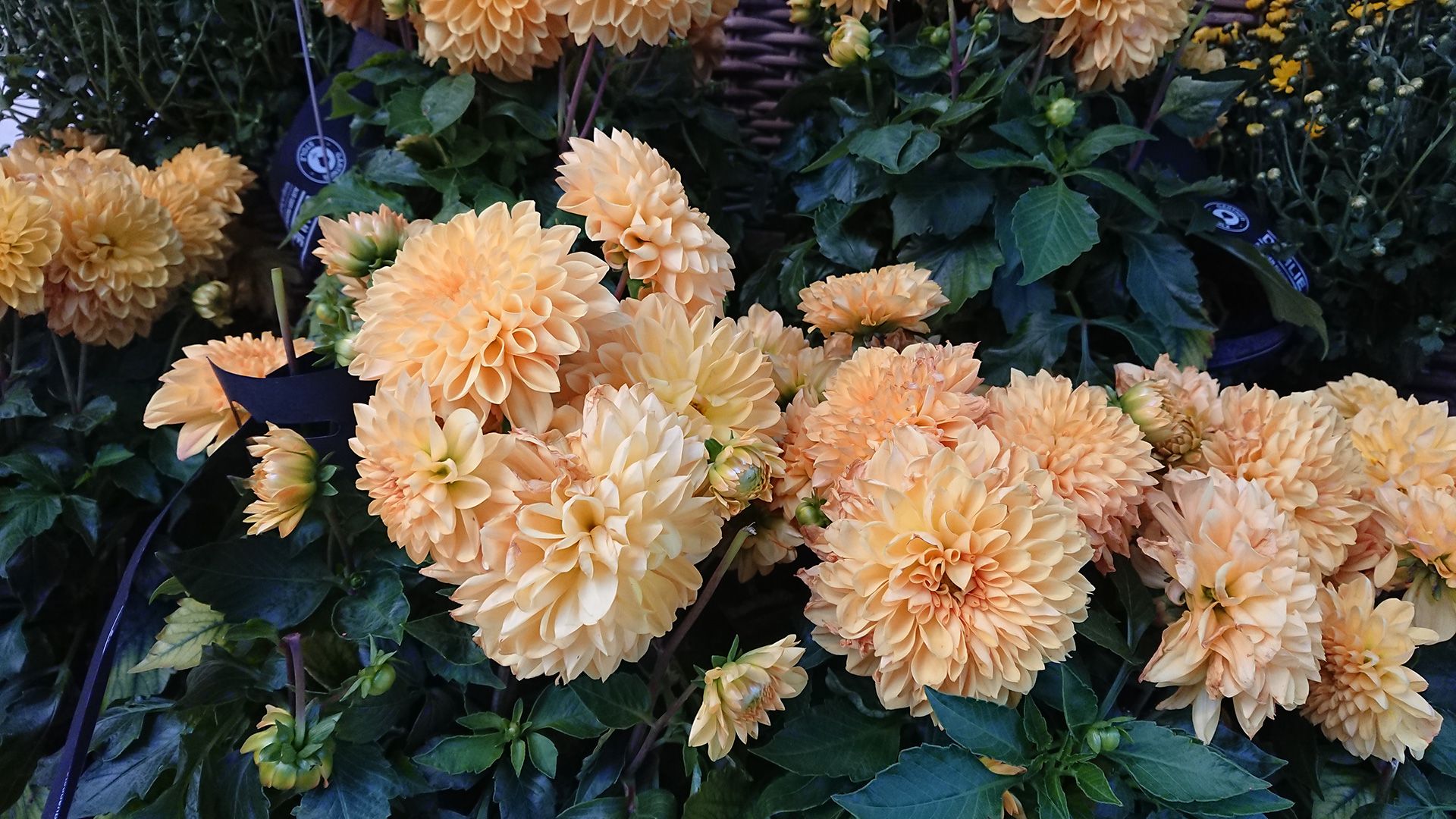 نمونه تصاویر اکسپریا ایکس زد وان