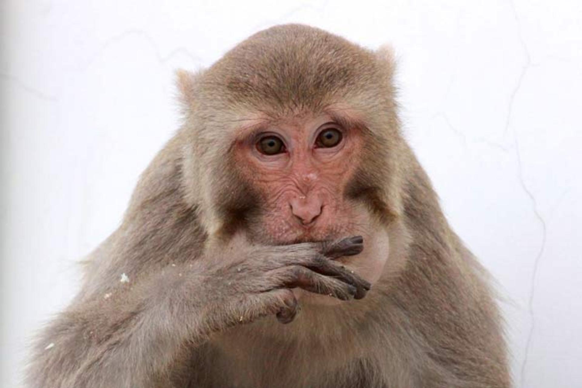 چرا میمون‌ها نمی‌توانند صحبت کنند