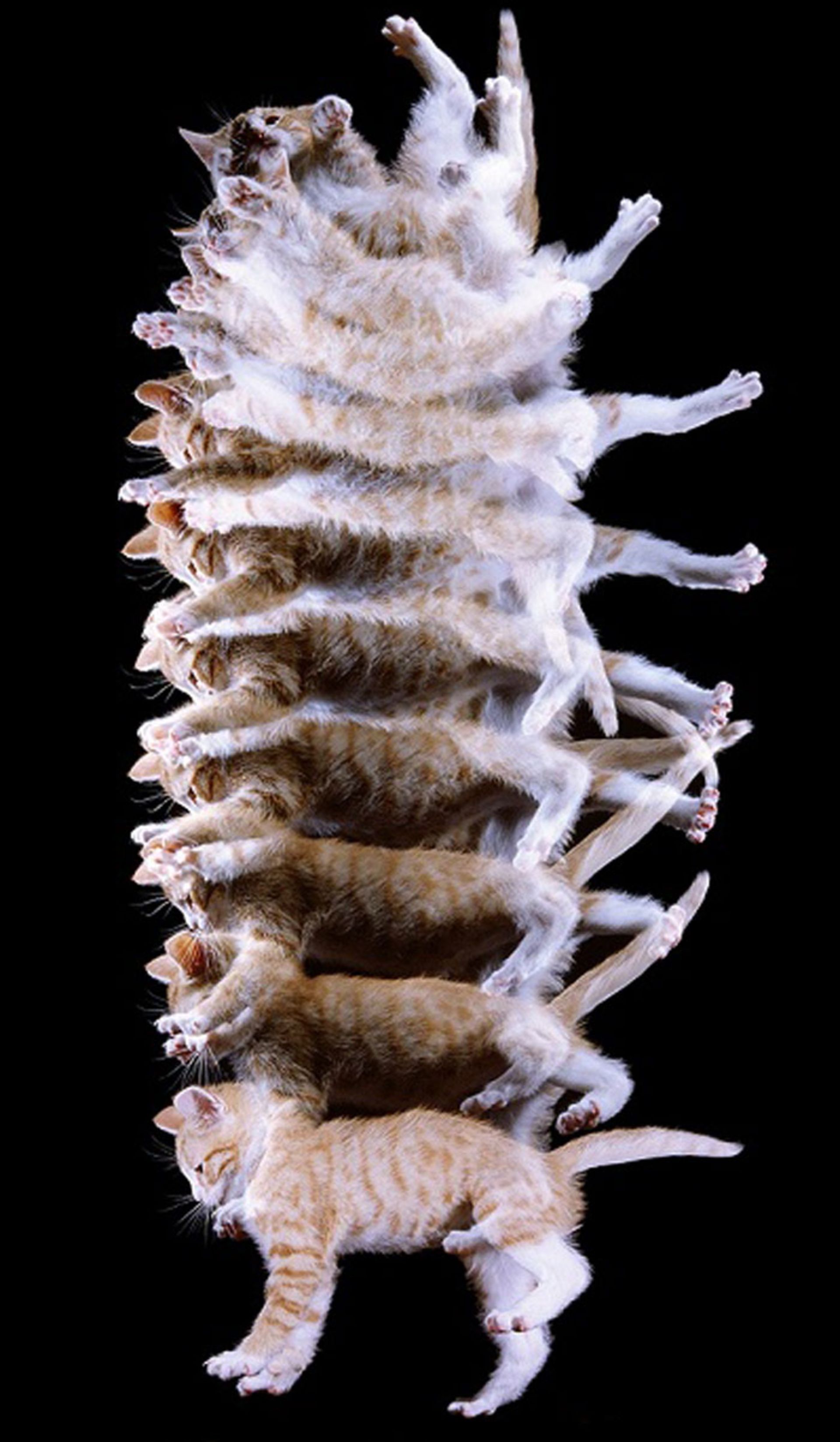 چرخش گربه در هنگام سقوط