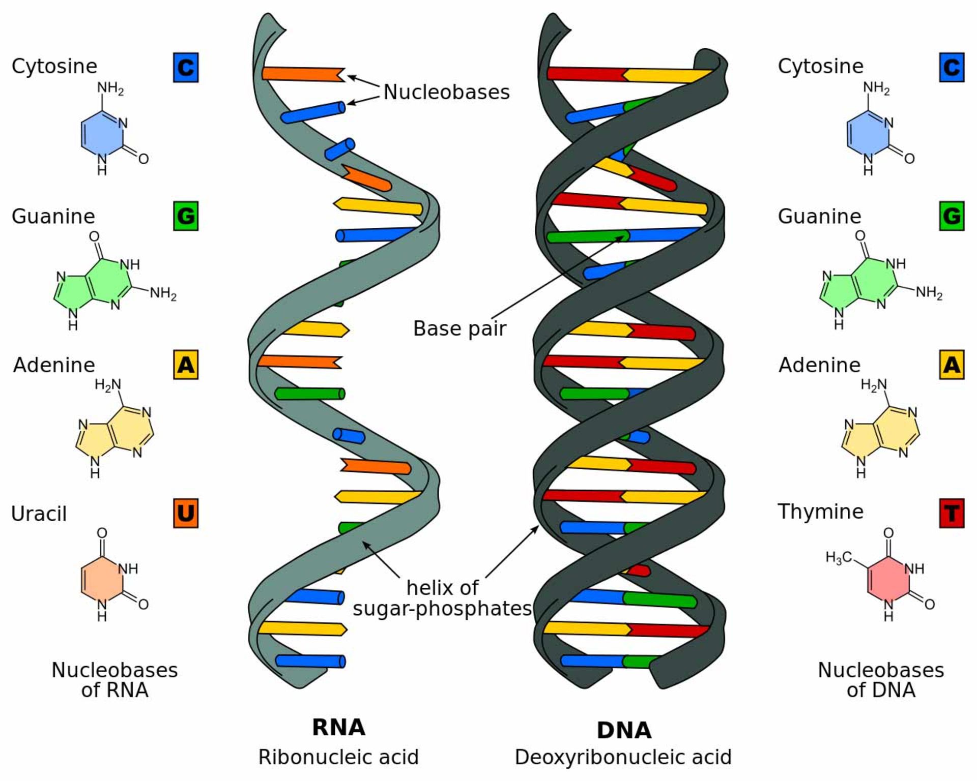 مرجع متخصصين ايران تفاوت RNA با DNA