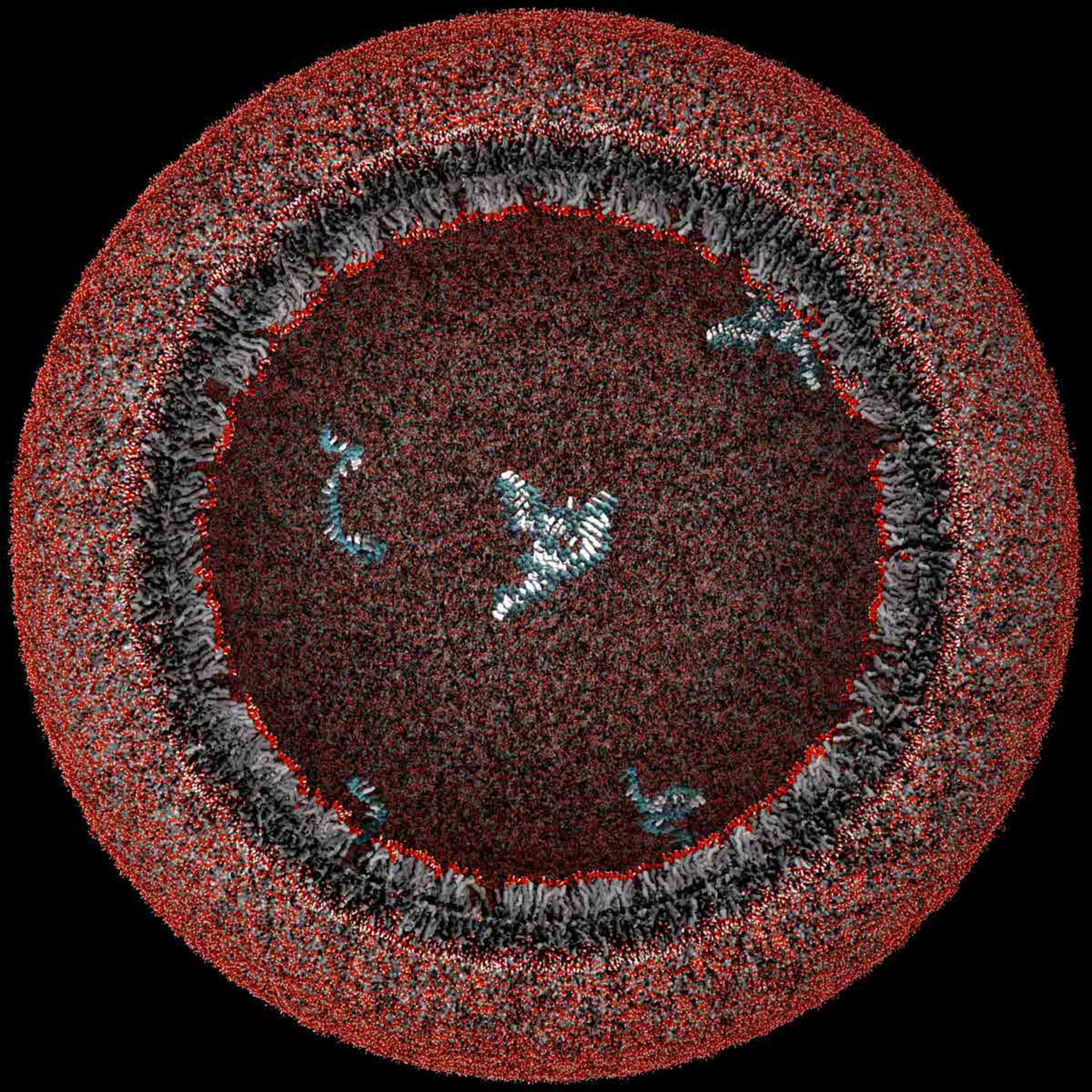 پروتوسل‌ / protocell