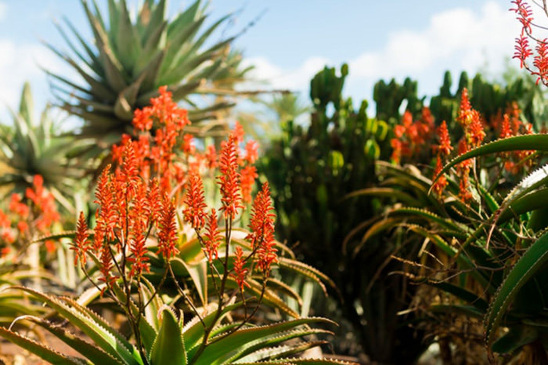 نمونه تصاویر لنز Travegon 50mm f/2.5