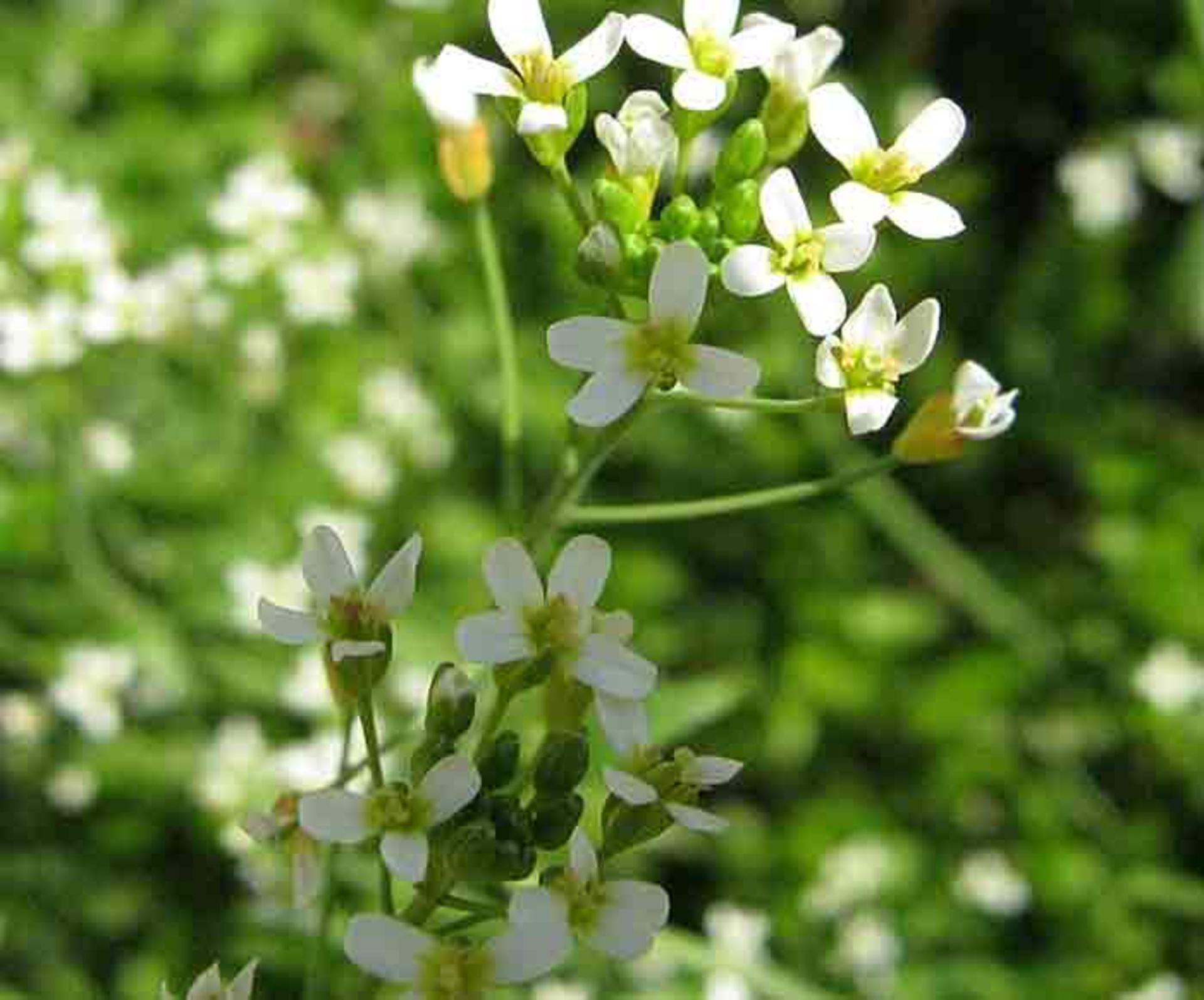  آرابیدوپسیس تالیانا 