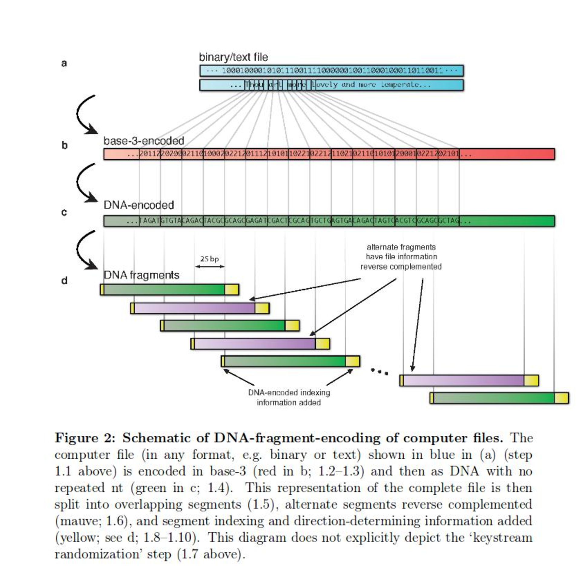 رمزگذاری بیت کوین با DNA