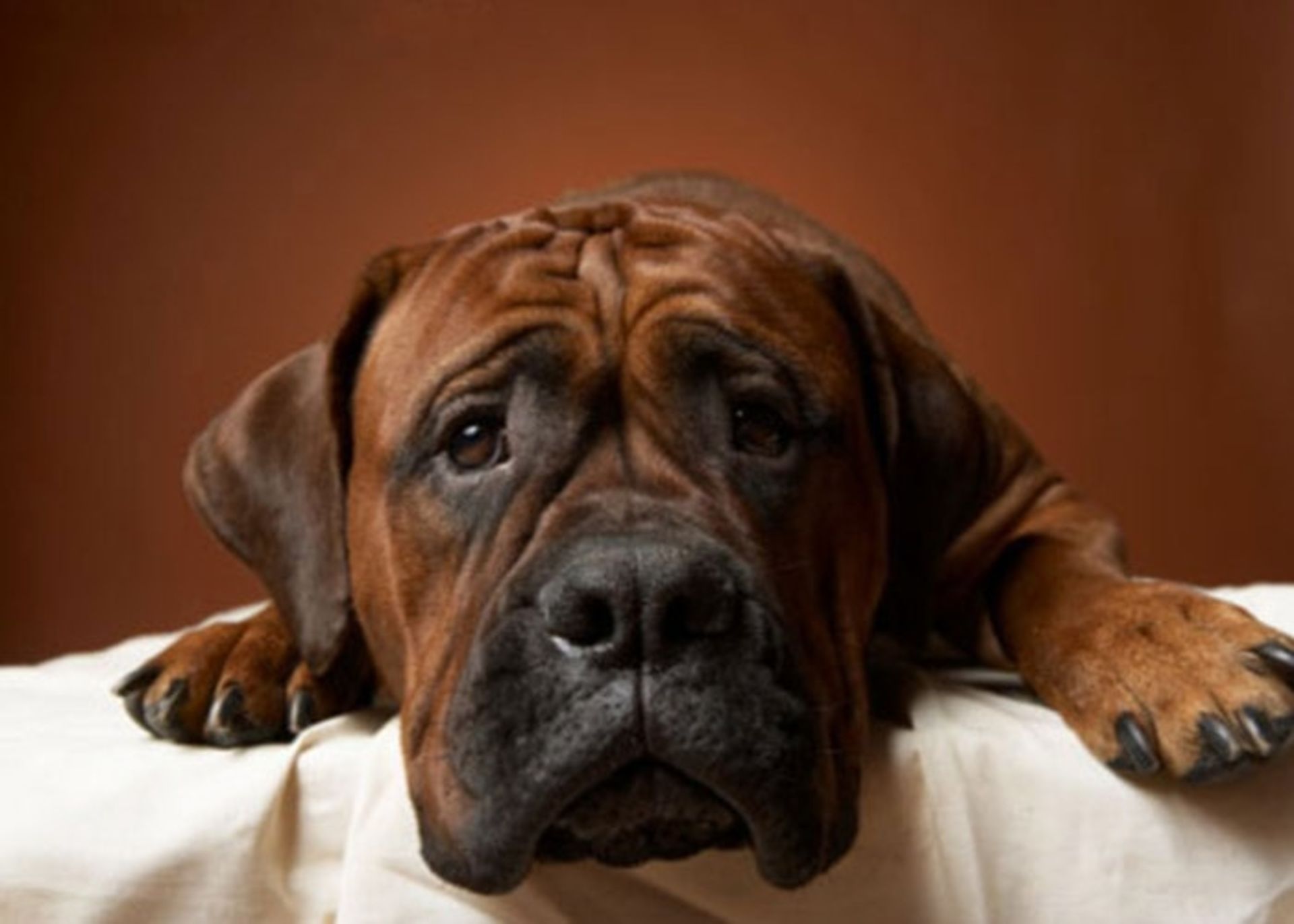 آلرژی به سگ