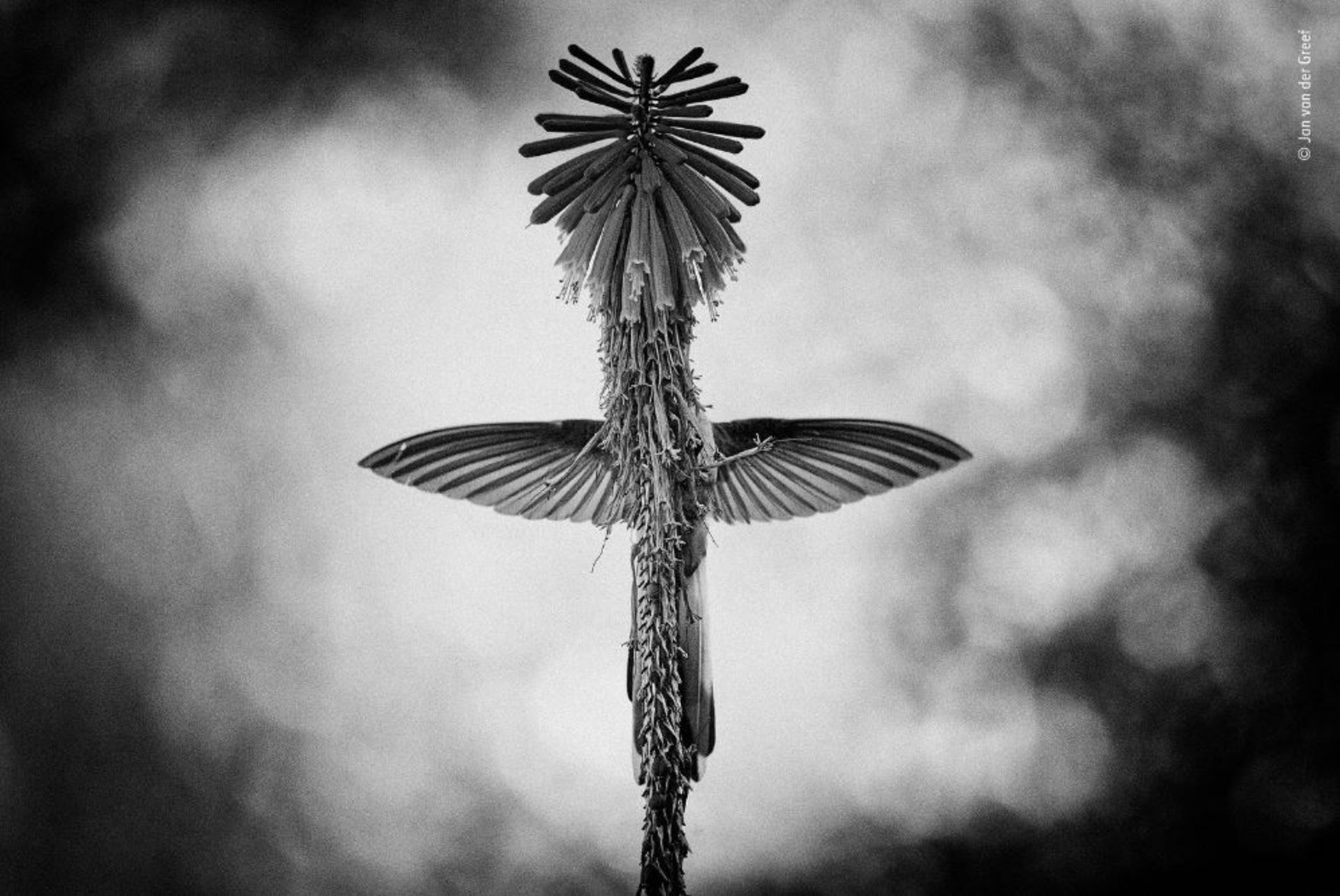 برترین تصاویر حیات وحش سال 2018