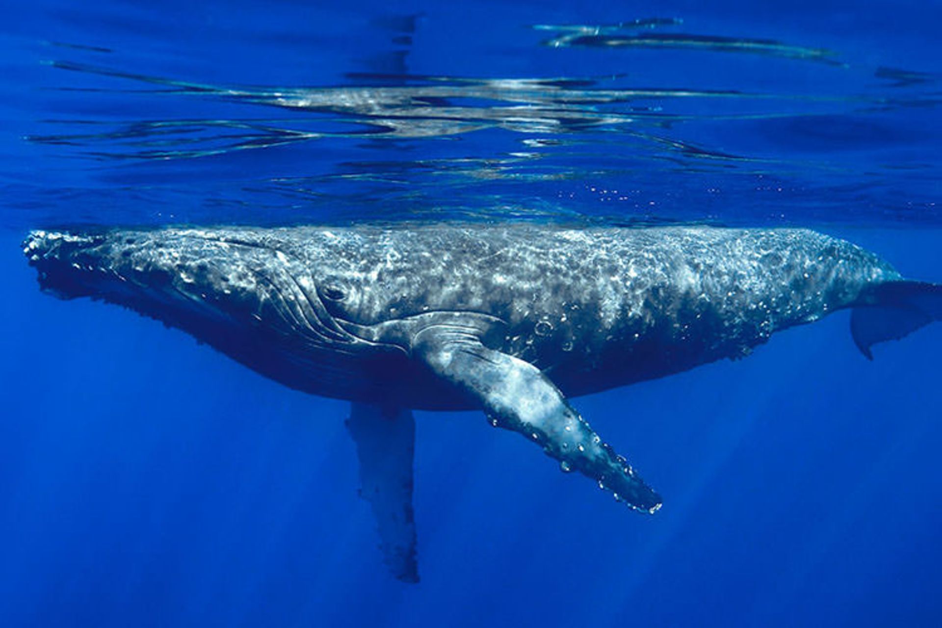 نهنگ گوژپشت