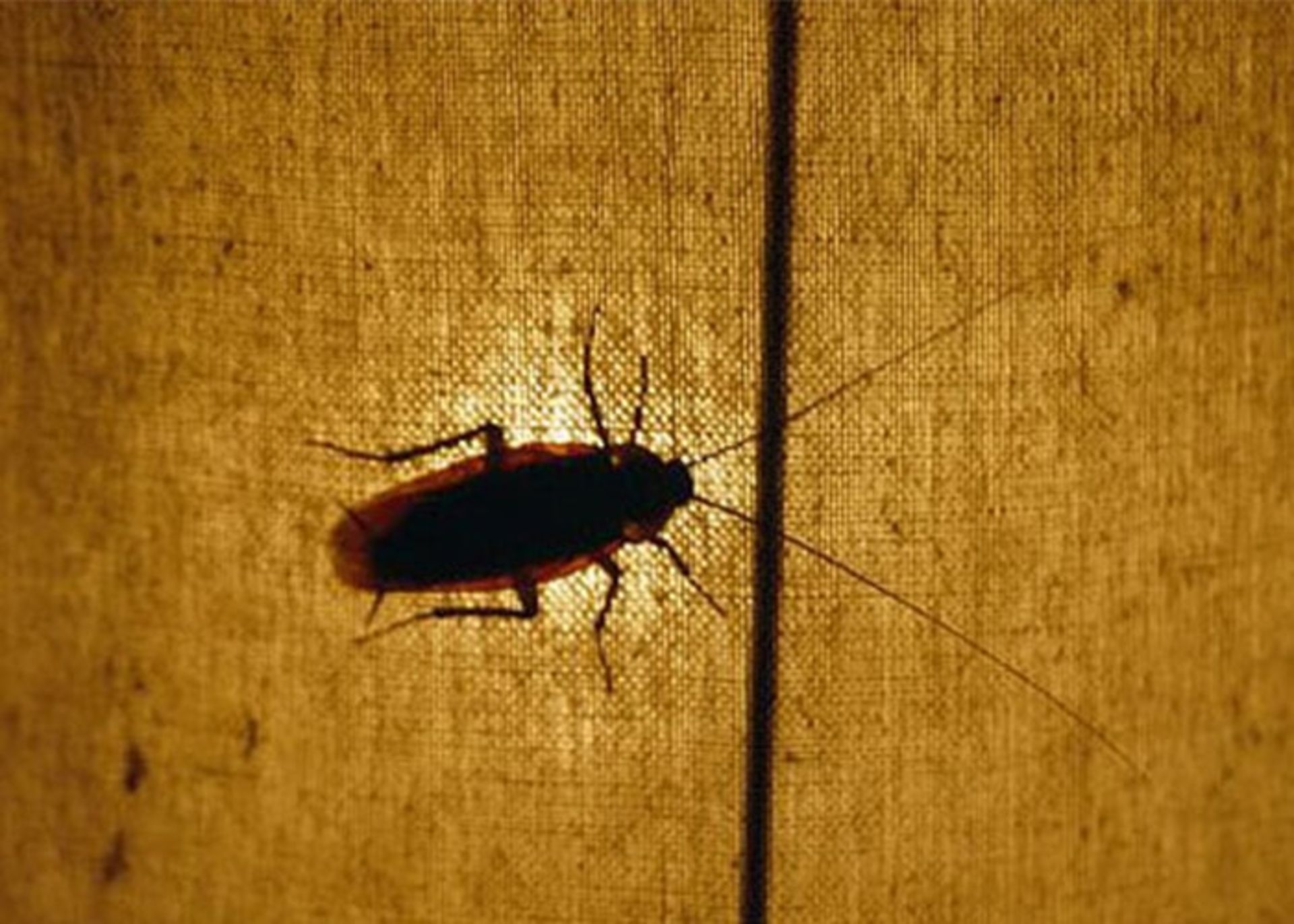 آلرژی به سوسک