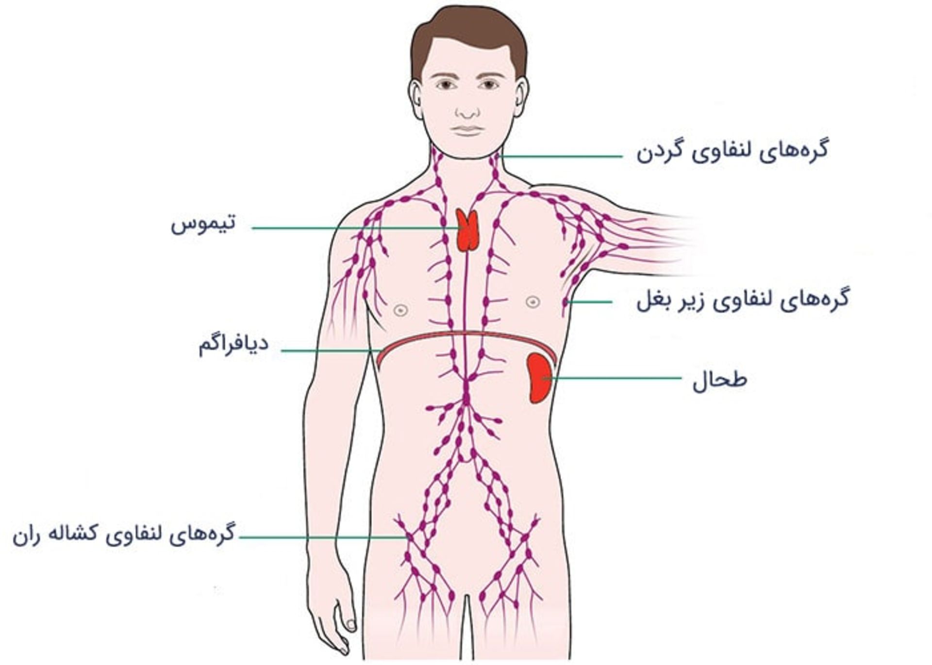 مرجع متخصصين ايران سيستم لنفاوي بدن