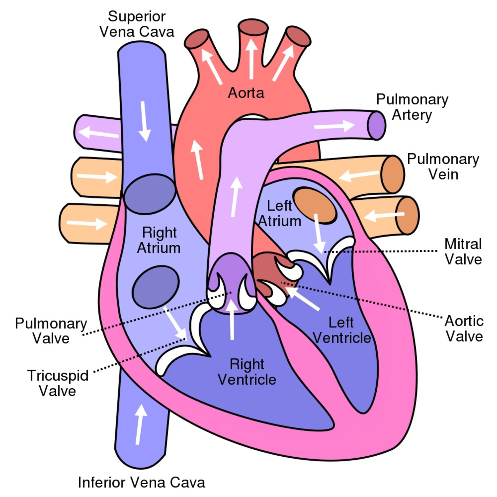 مرجع متخصصين ايران ساختار قلب انسان