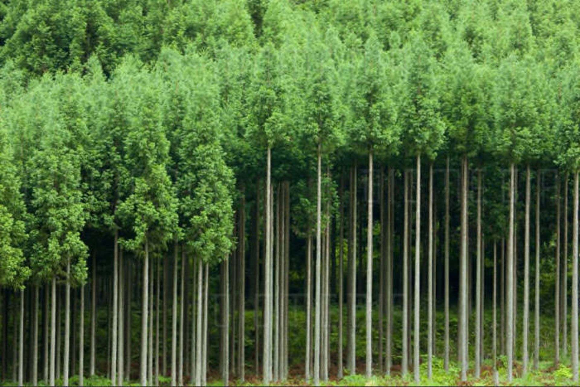 جنگل کاری/Afforestation