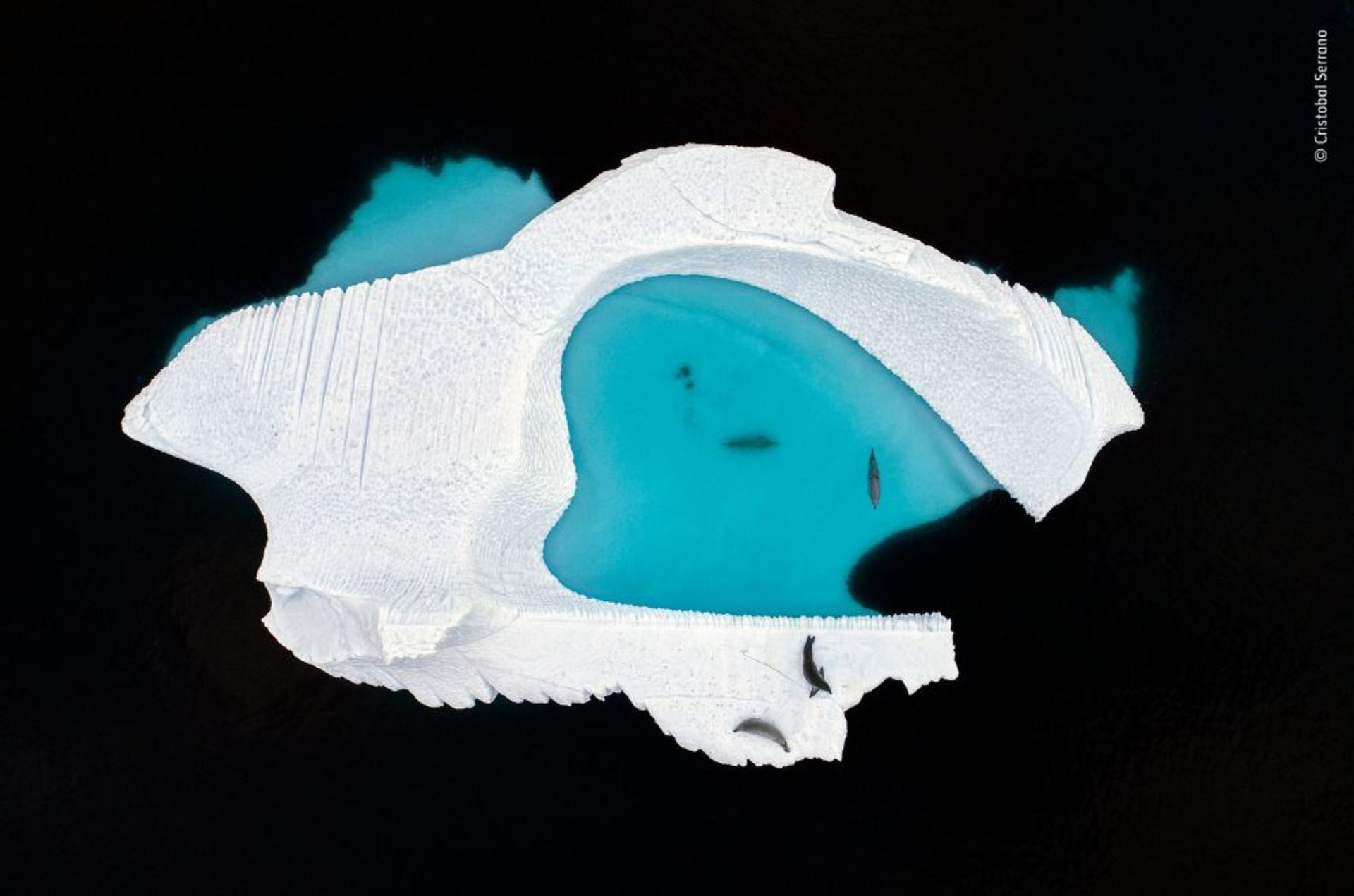 برترین تصاویر حیات وحش سال 2018